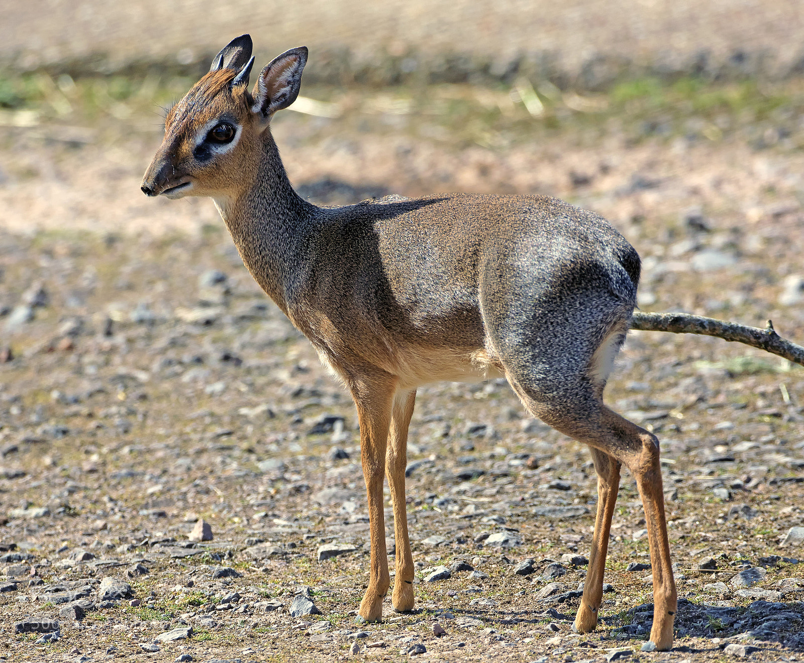 Canon EOS 7D Mark II sample photo. Kkirks dik-dik photography