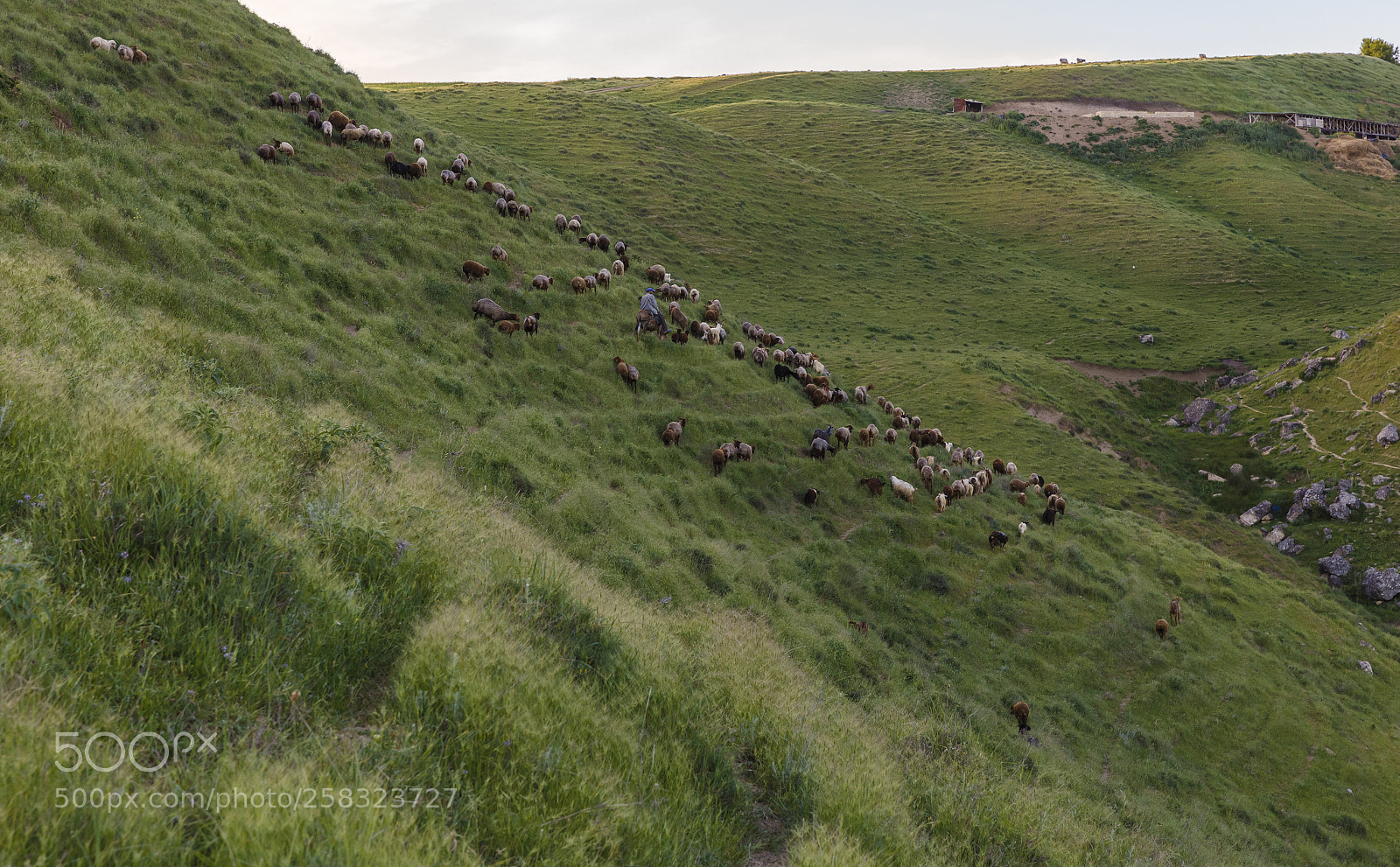 Canon EOS 6D sample photo. A shepherd and a photography