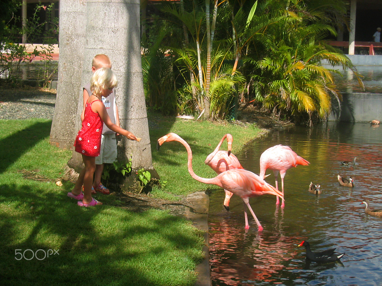 Canon POWERSHOT S230 sample photo. Feeding the flamingoes photography