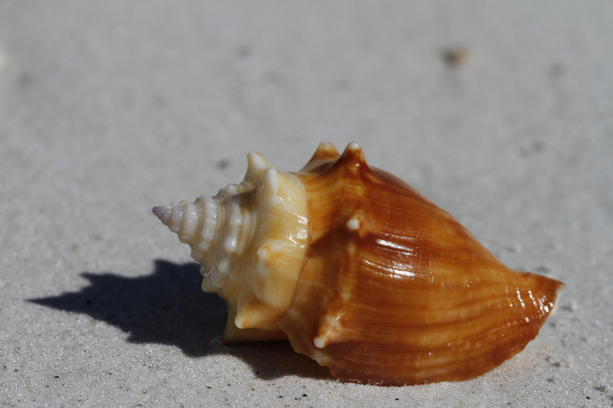 Canon EOS 7D + Canon EF 100mm F2.8L Macro IS USM sample photo. Side view of a florida fighting conch, strombus alatus, found on a beach photography