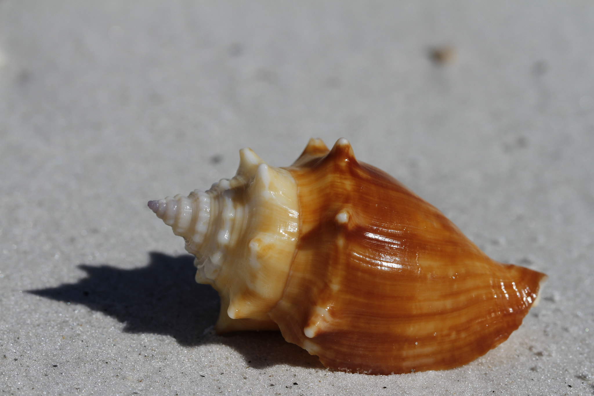 Canon EF 100mm F2.8L Macro IS USM sample photo. Side view of a florida fighting conch, strombus alatus, found on a beach photography