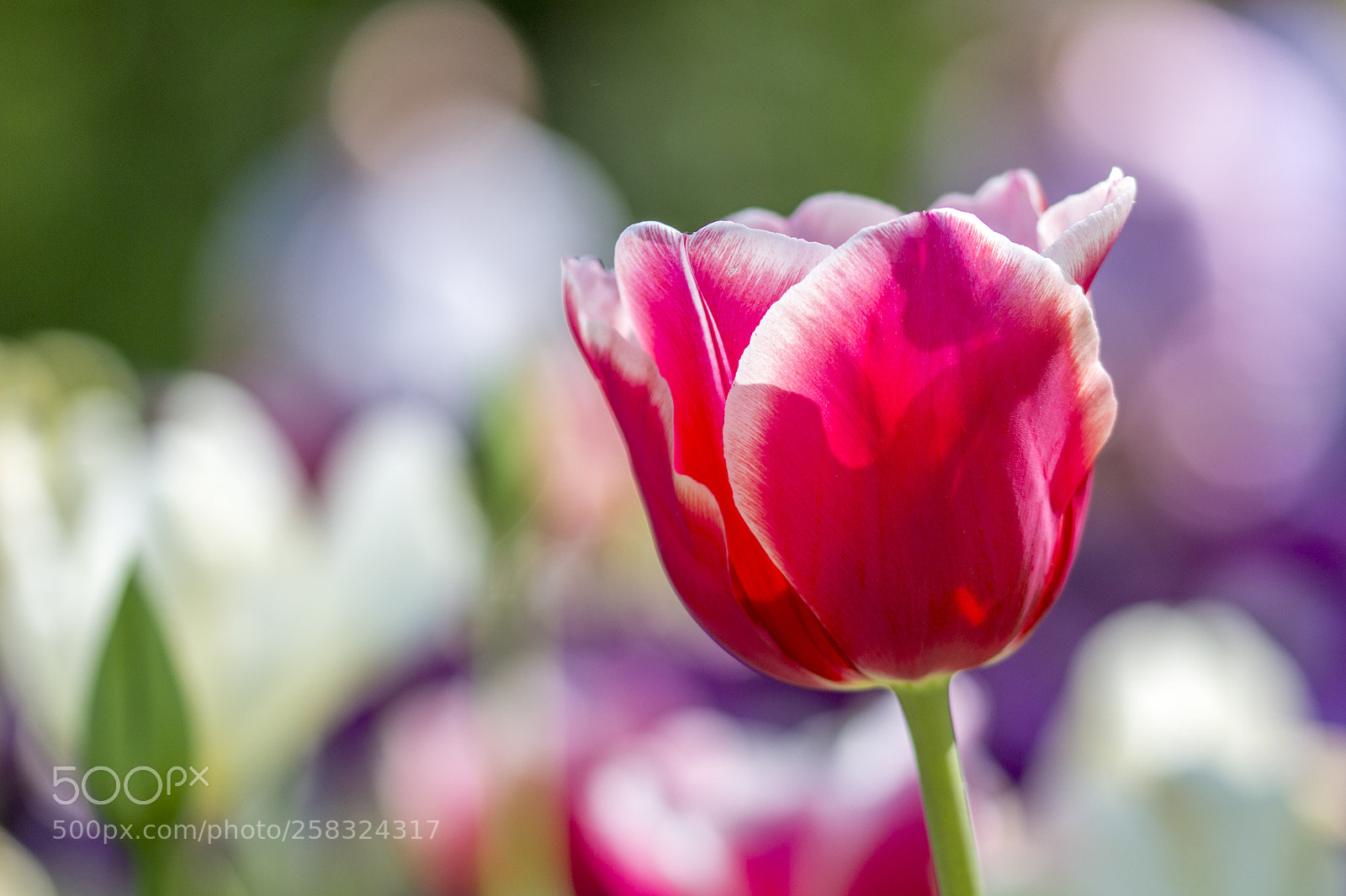 Canon EOS 600D (Rebel EOS T3i / EOS Kiss X5) sample photo. Tulip close-up photography