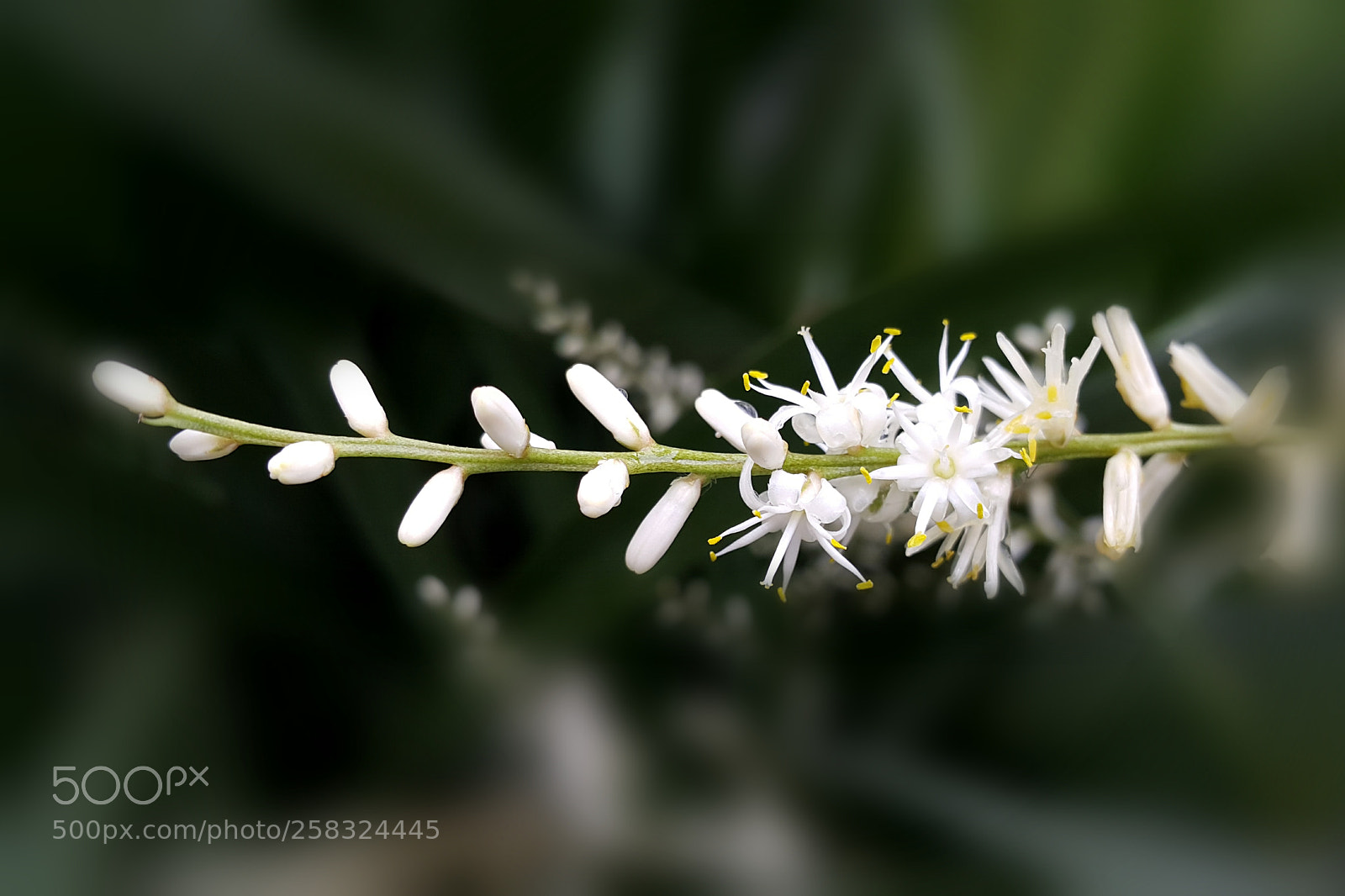 Samsung Galaxy Note4 sample photo. 313 photography