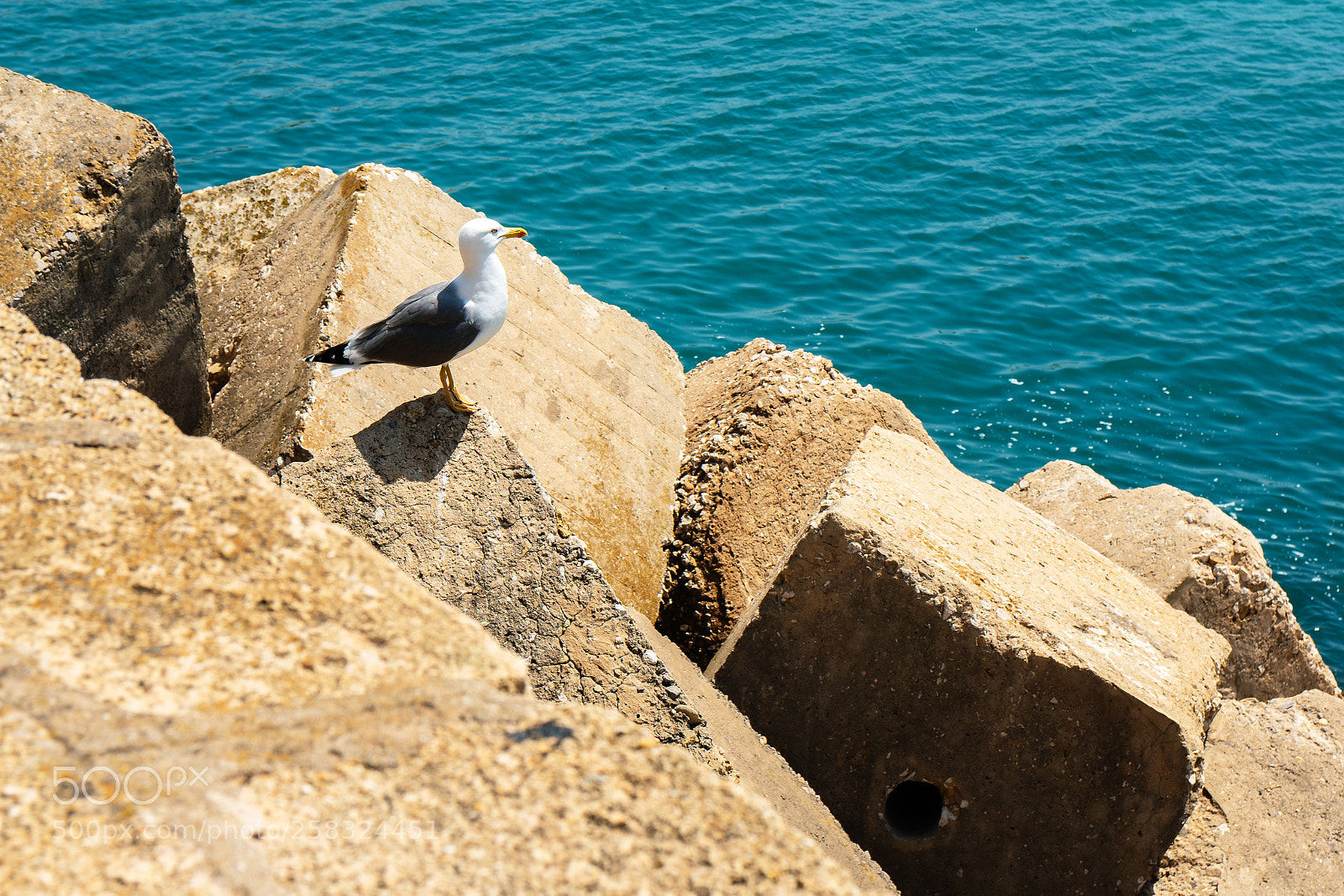 Sony a6300 sample photo. Seagull on cad z photography