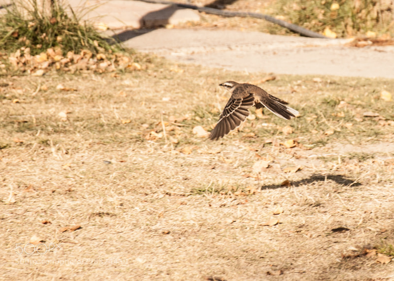 Nikon D90 sample photo. Vuelo photography
