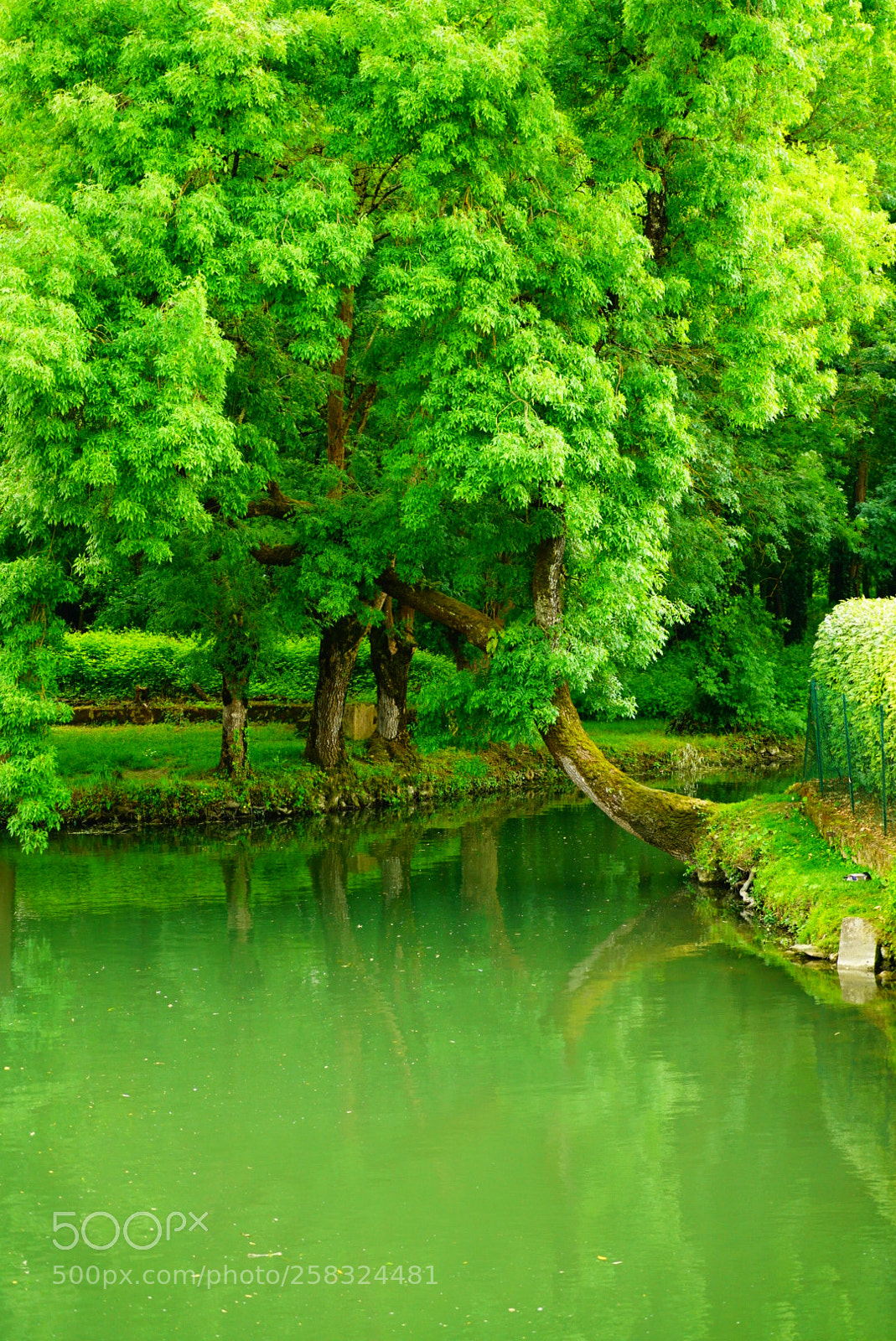 Sony a7R II sample photo. Fifty shades of green photography