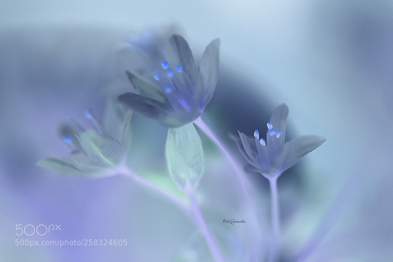 Nikon D750 sample photo. Color azul photography