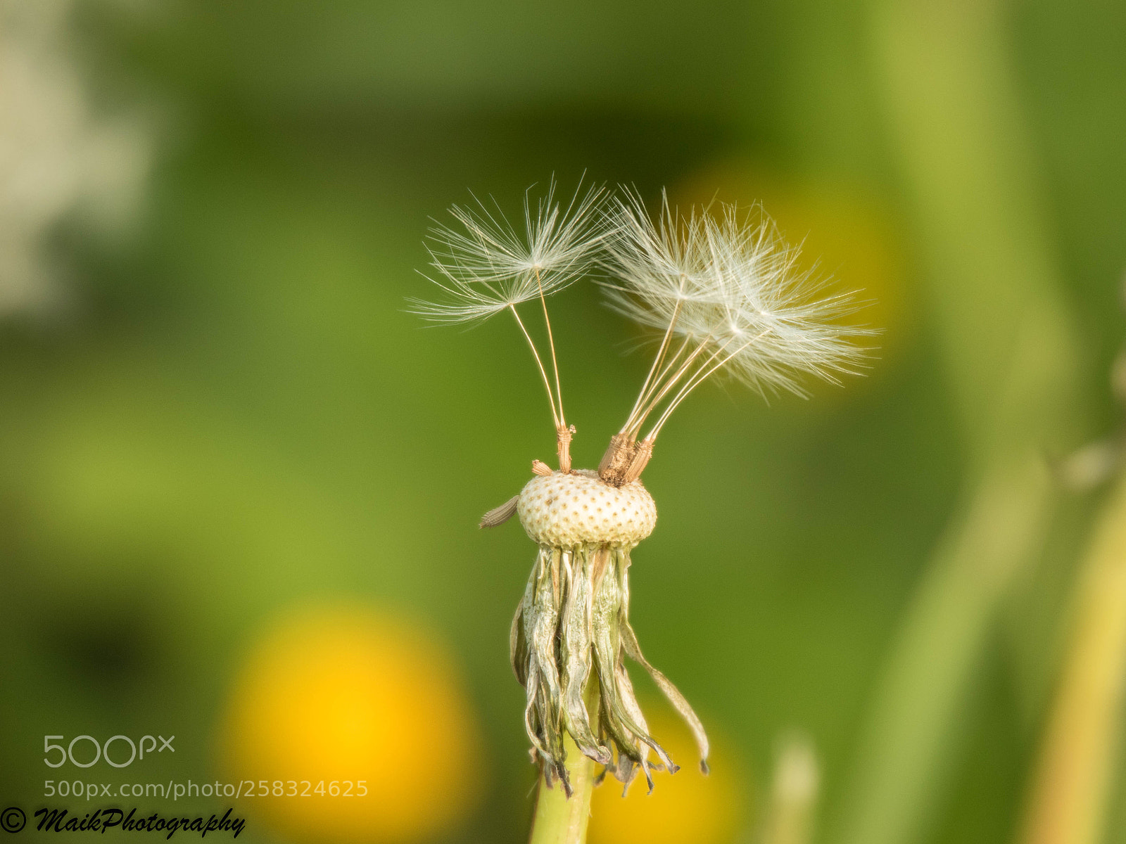 Canon EOS 7D Mark II sample photo. Pusteblumenzeit photography