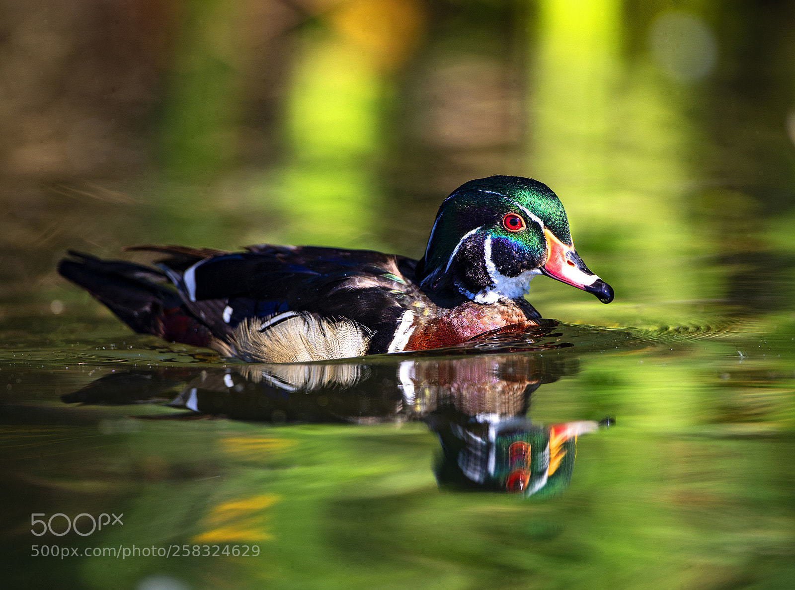 Canon EOS 5D Mark IV sample photo. Wood duck #1 photography