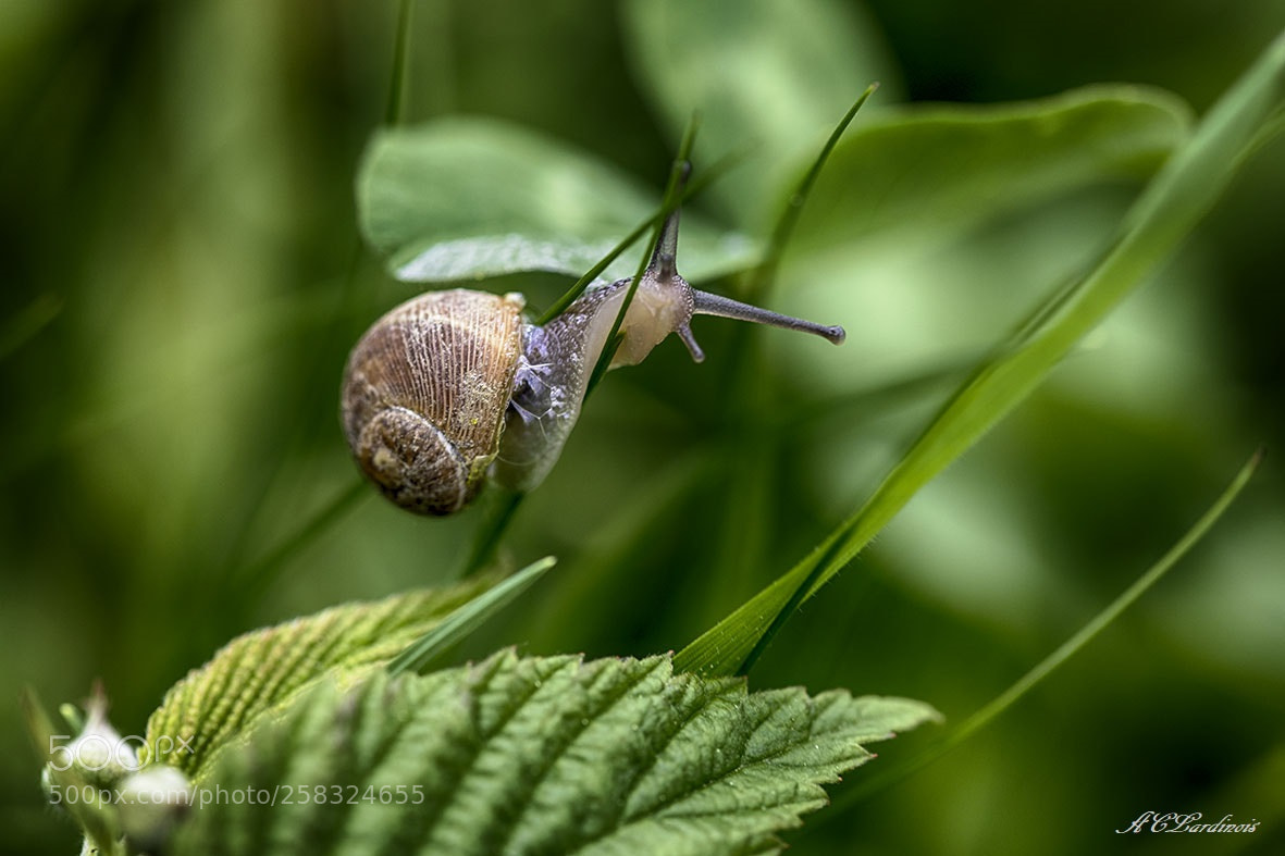 Canon EOS 5D Mark IV sample photo. Coucou photography