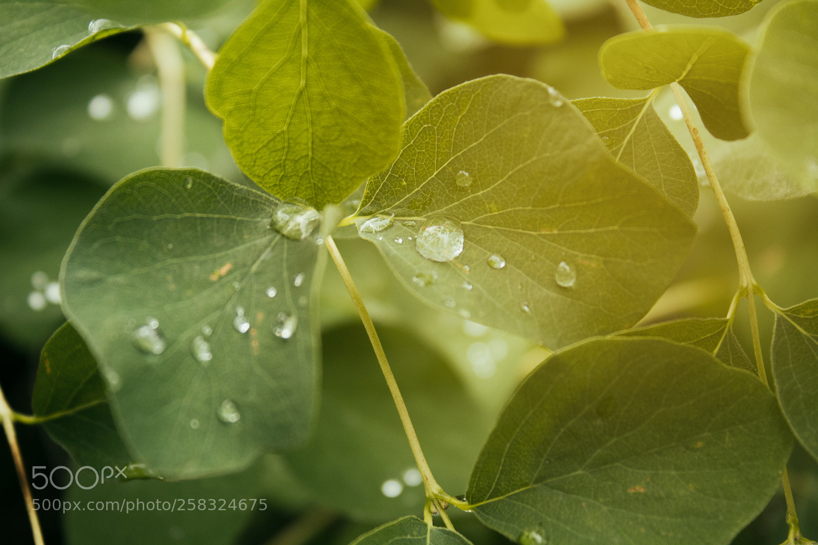 Canon EOS 1300D (EOS Rebel T6 / EOS Kiss X80) sample photo. Rain drops photography