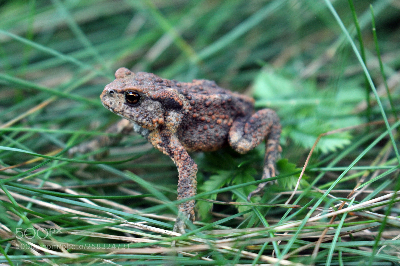 Canon EOS 700D (EOS Rebel T5i / EOS Kiss X7i) sample photo. Little frog photography