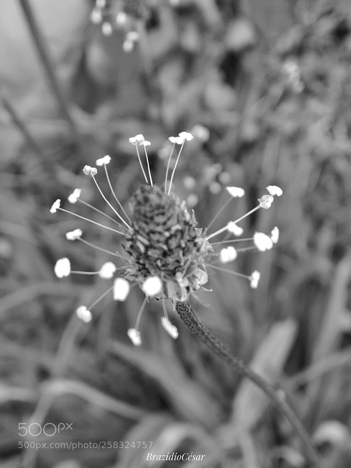 Apple iPhone 6s sample photo. Untitled photography