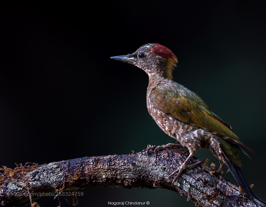 Nikon D4S sample photo. Lesser yellownape photography
