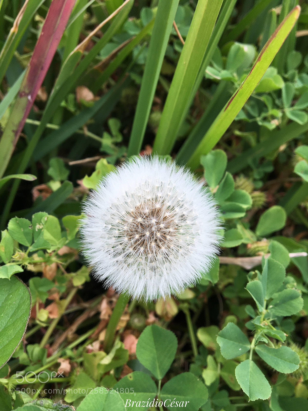 Apple iPhone 6s sample photo. Untitled photography