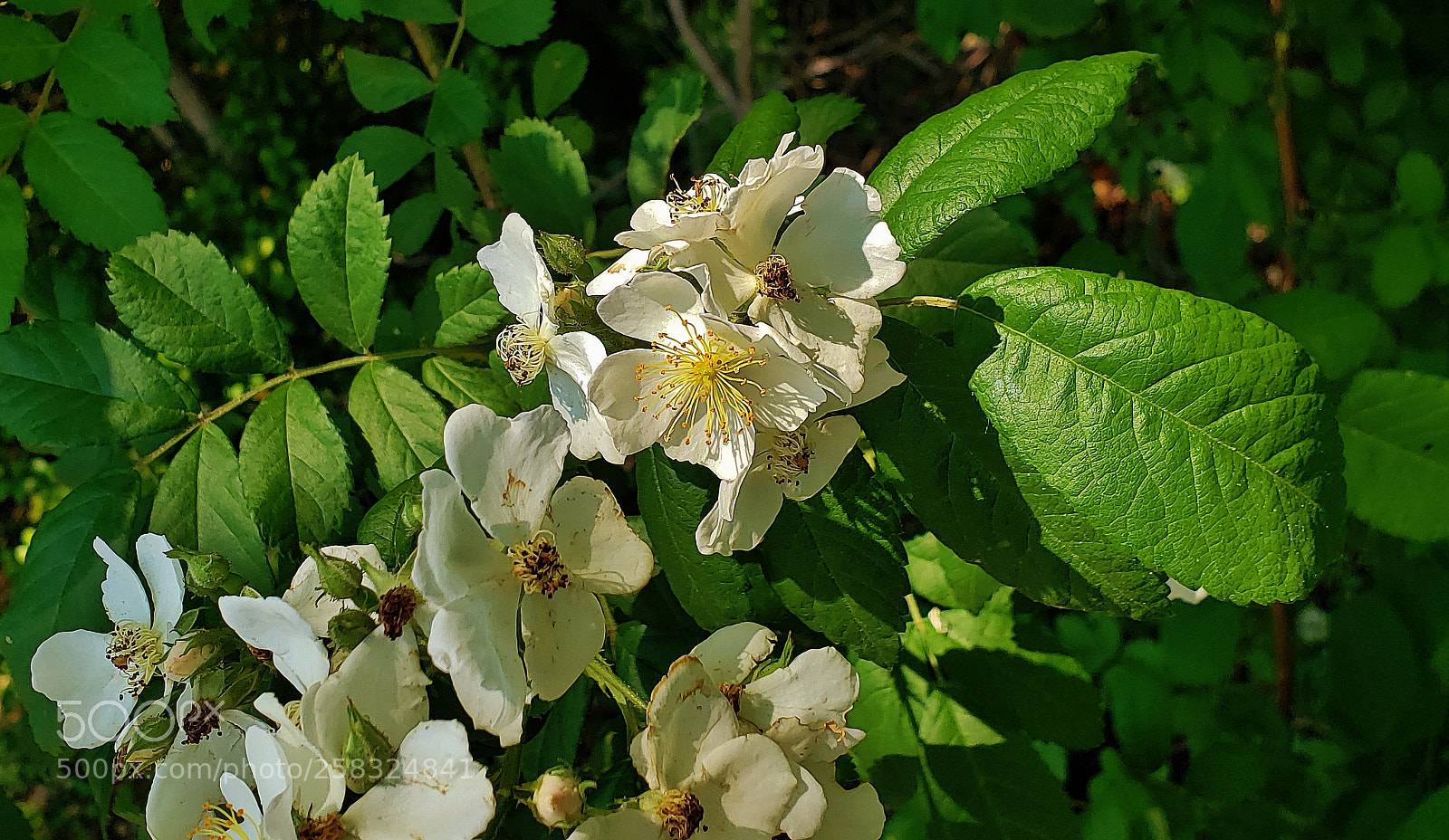 Samsung Galaxy S9+ sample photo. Multiflora rose 2018 photography