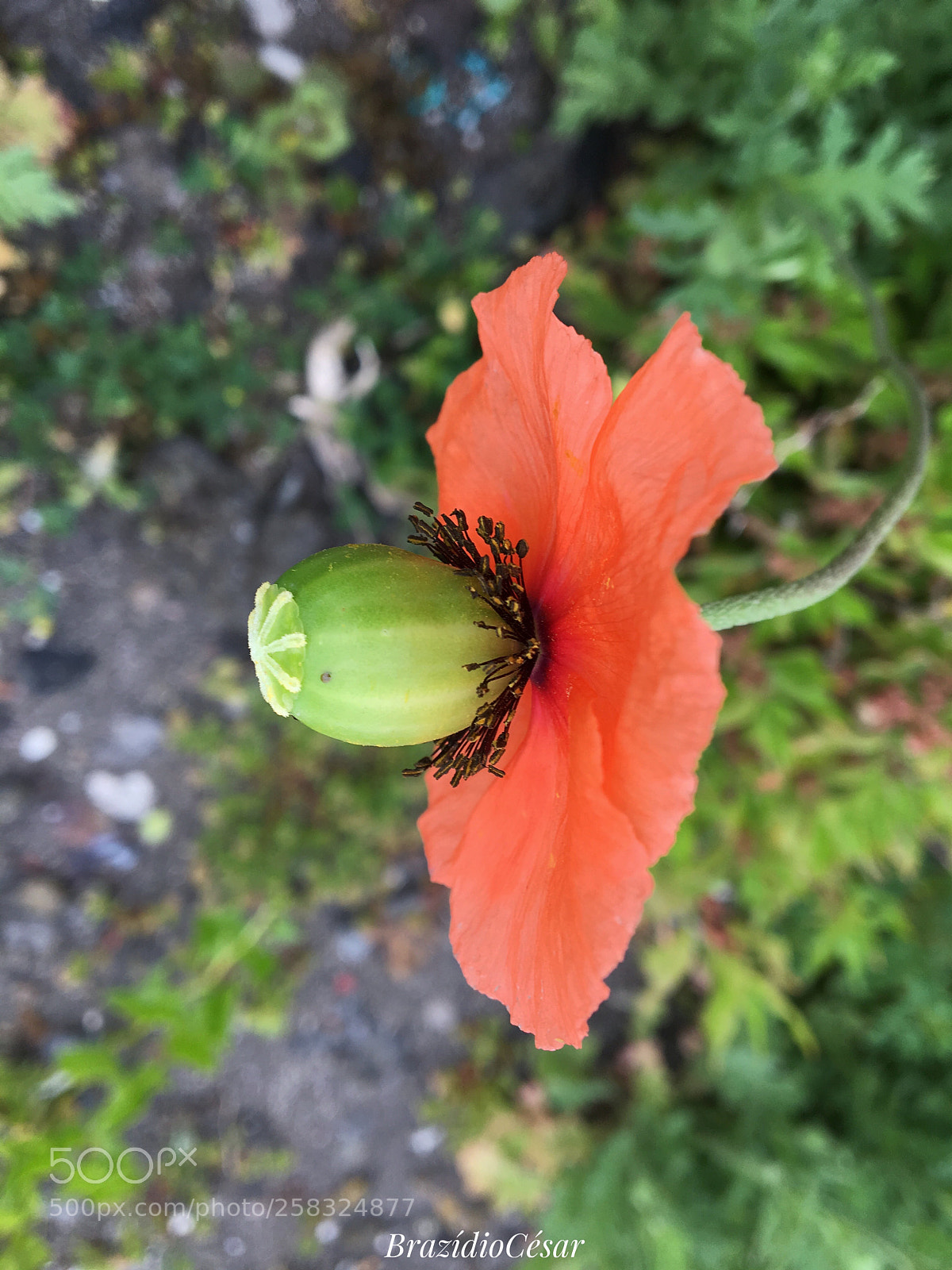 Apple iPhone 6s sample photo. Untitled photography
