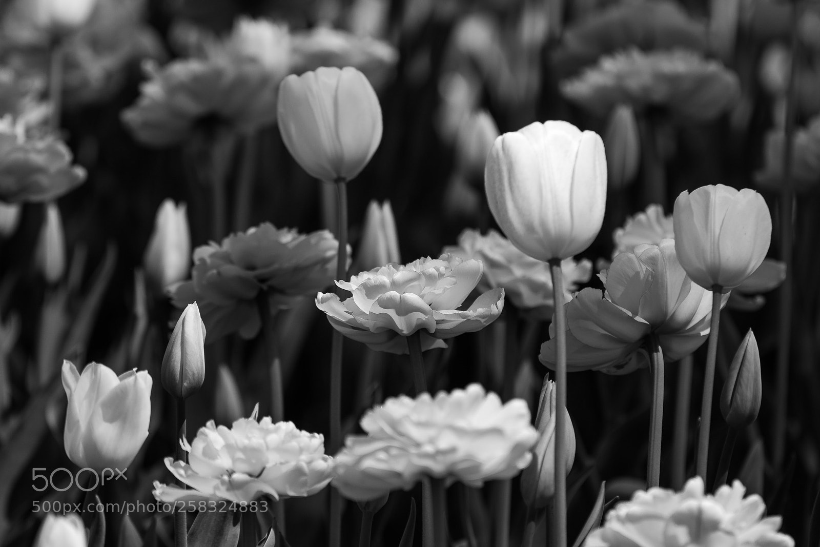 Sony a7R II sample photo. Tulip series photography