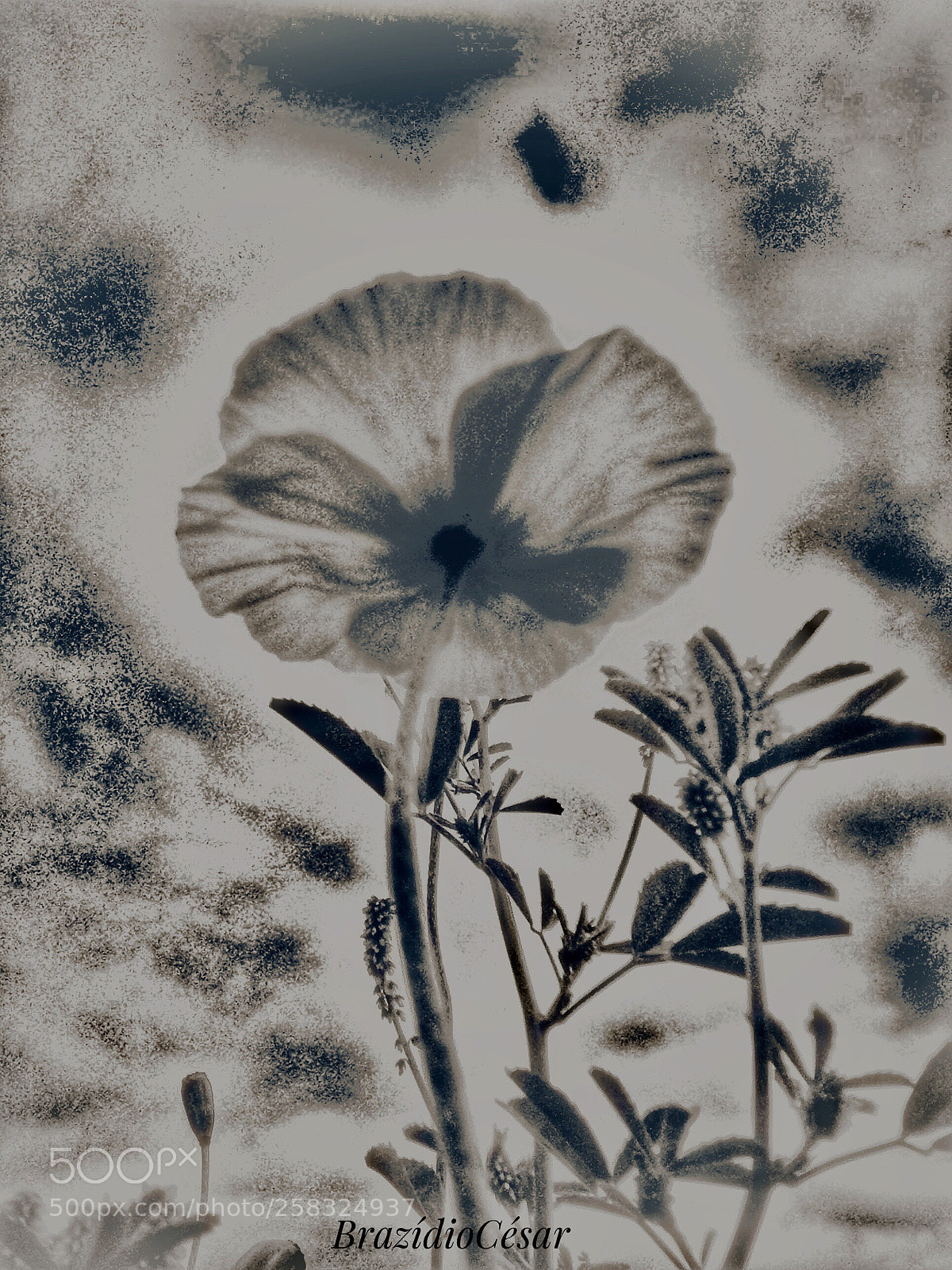 Apple iPhone 6s sample photo. Untitled photography