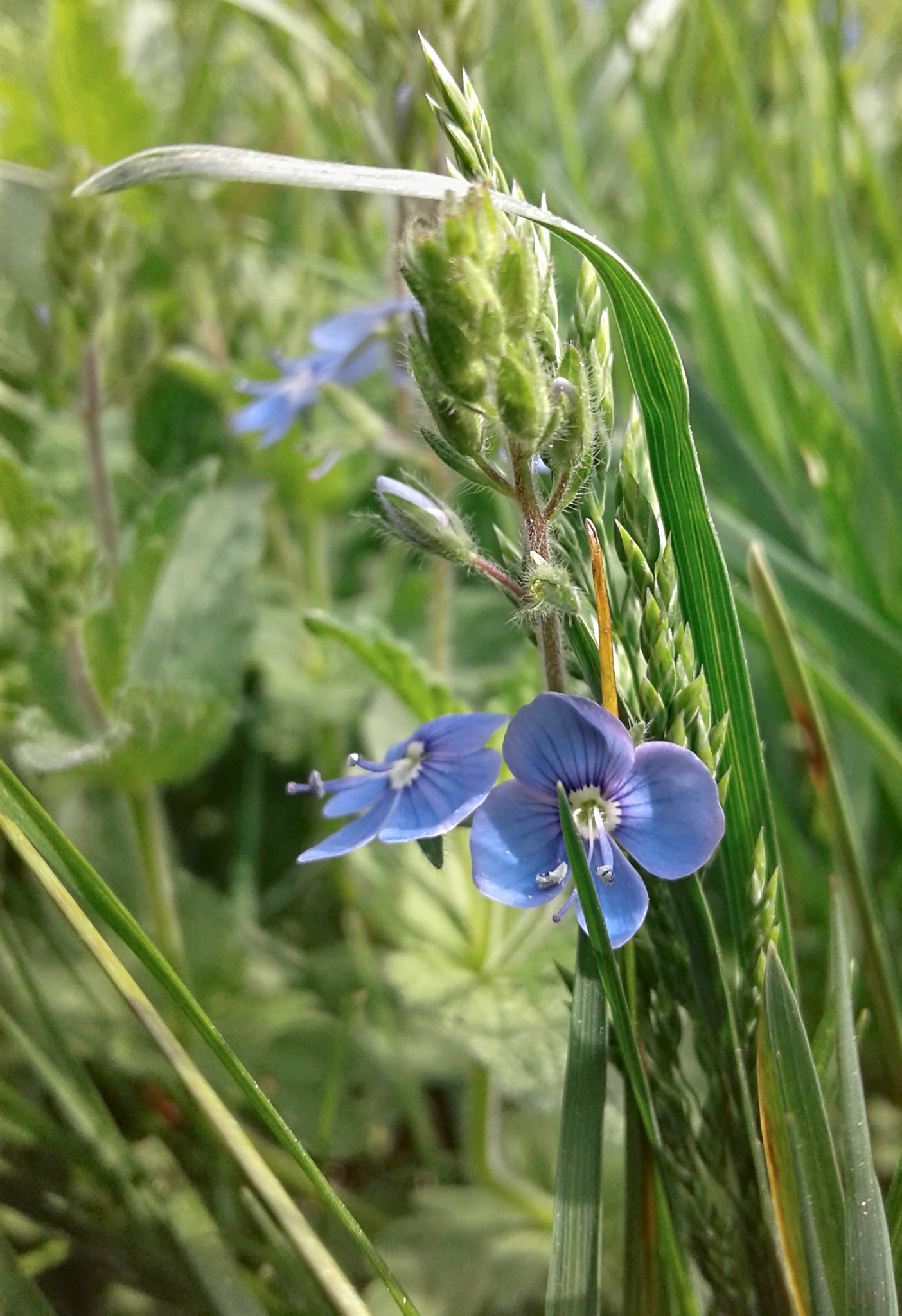 Samsung Galaxy J1 sample photo. Blue flowers photography