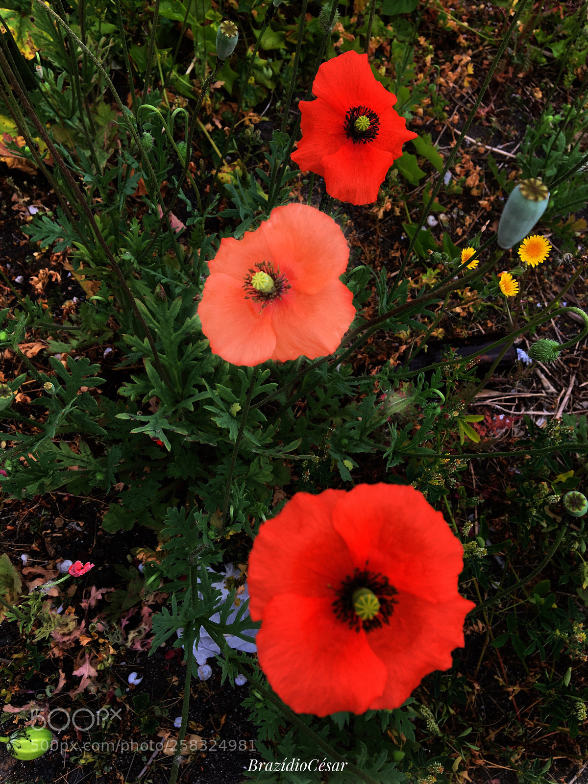 Apple iPhone 6s sample photo. Untitled photography