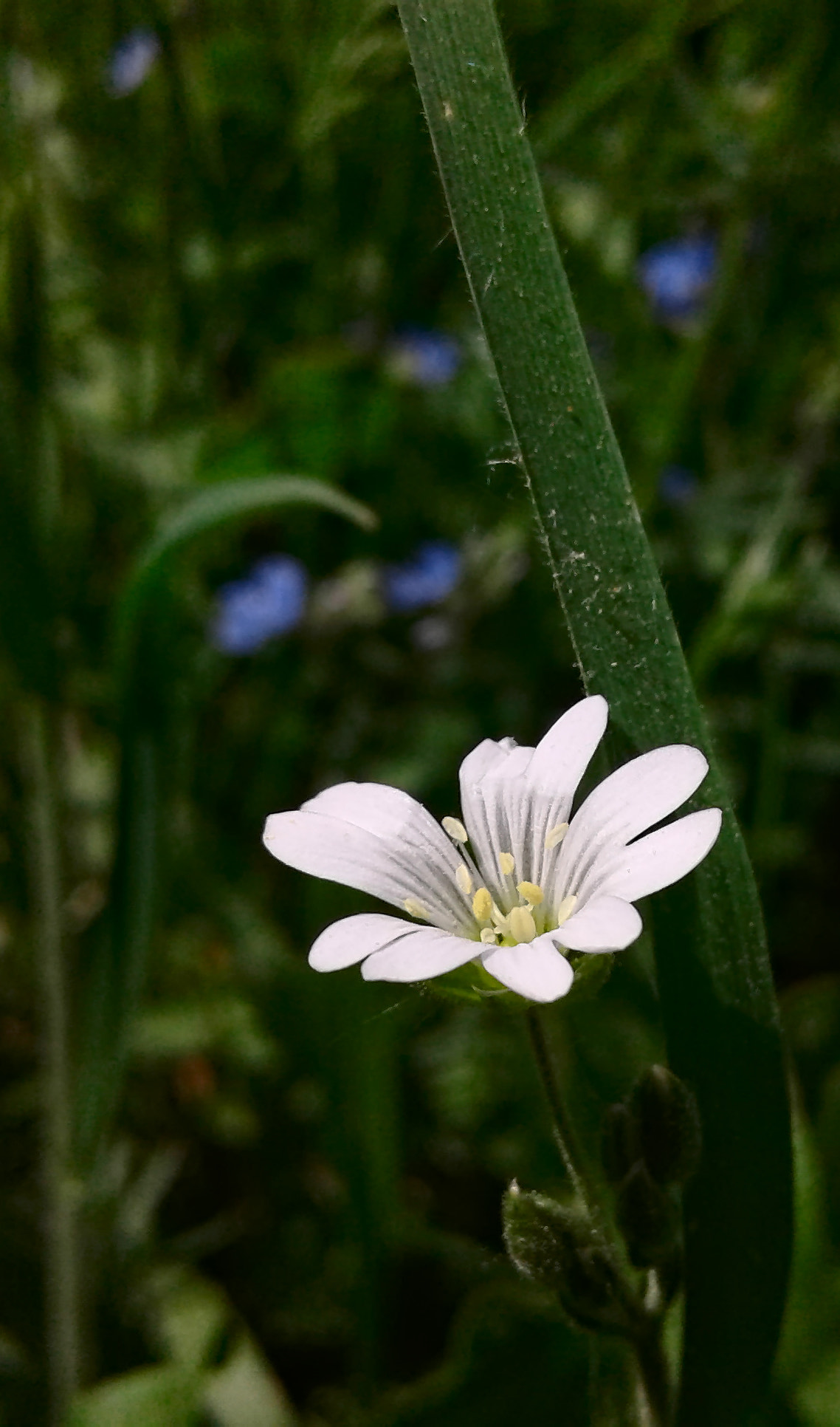 Samsung Galaxy J1 sample photo. Flower photography