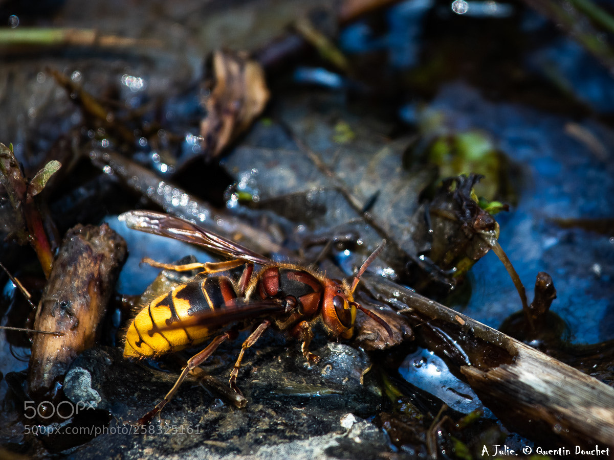 Canon EOS 80D sample photo. Frelon européen photography