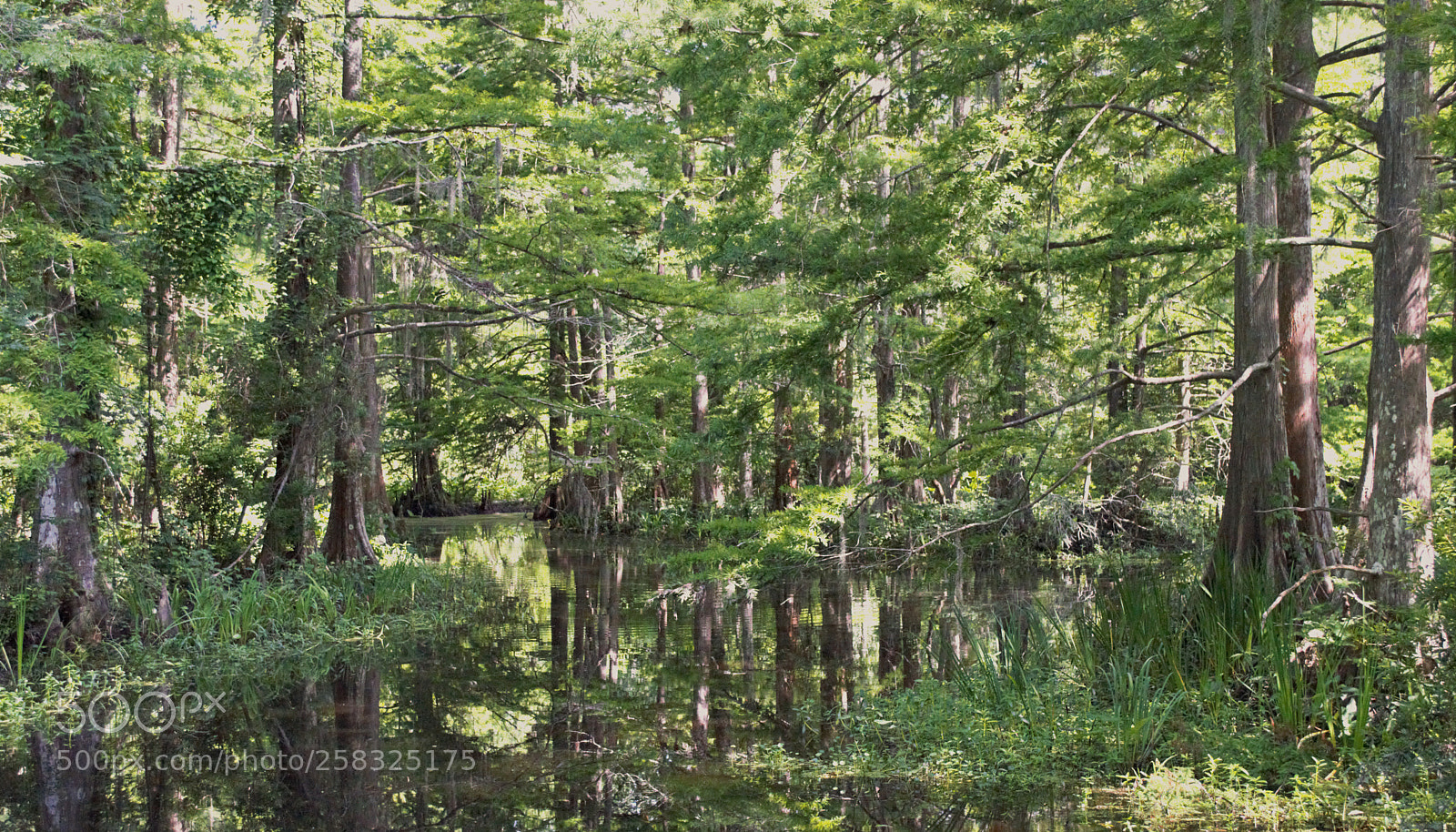 Nikon D3200 sample photo. Greenery with reflection photography