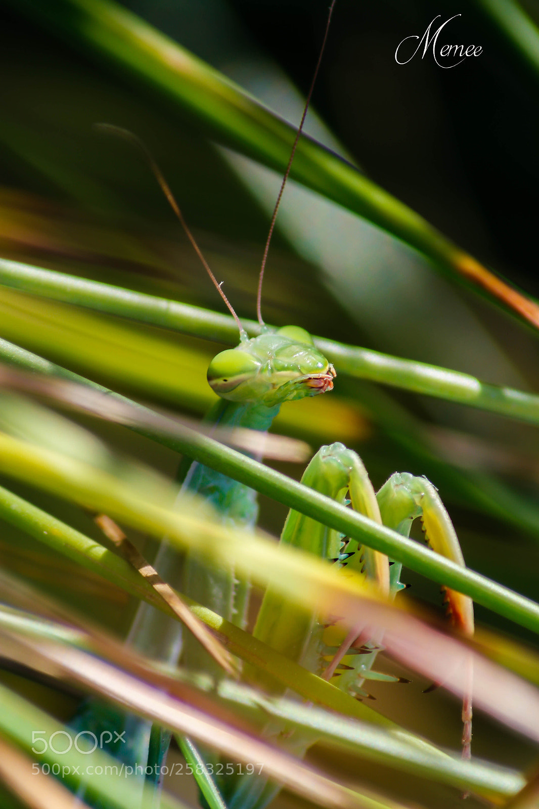 Canon EOS 1200D (EOS Rebel T5 / EOS Kiss X70 / EOS Hi) sample photo. Playing mantis photography