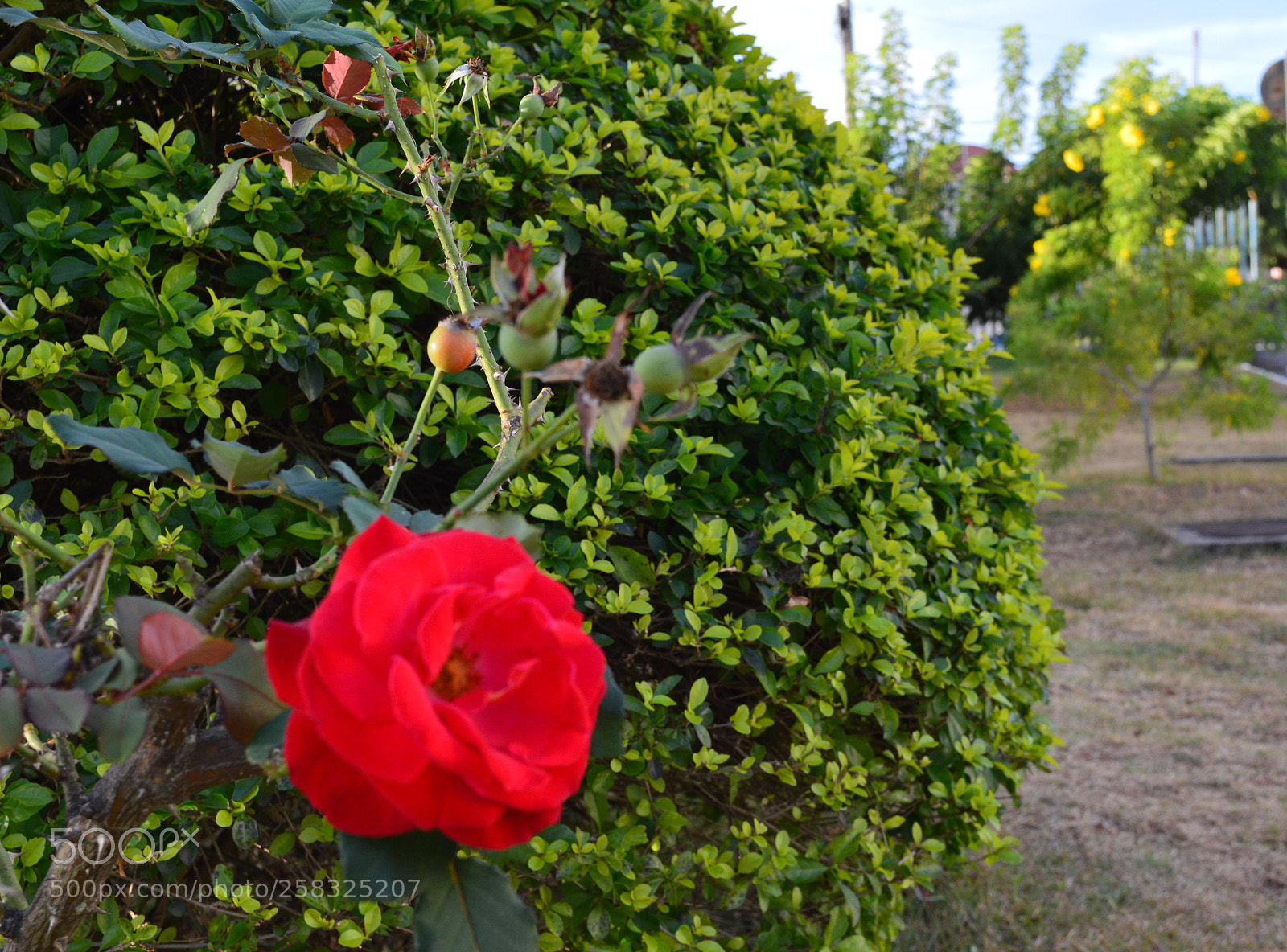 Nikon D3200 sample photo. Rosa photography