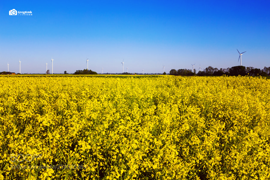 Canon EOS 1200D (EOS Rebel T5 / EOS Kiss X70 / EOS Hi) sample photo. Yellow energy photography