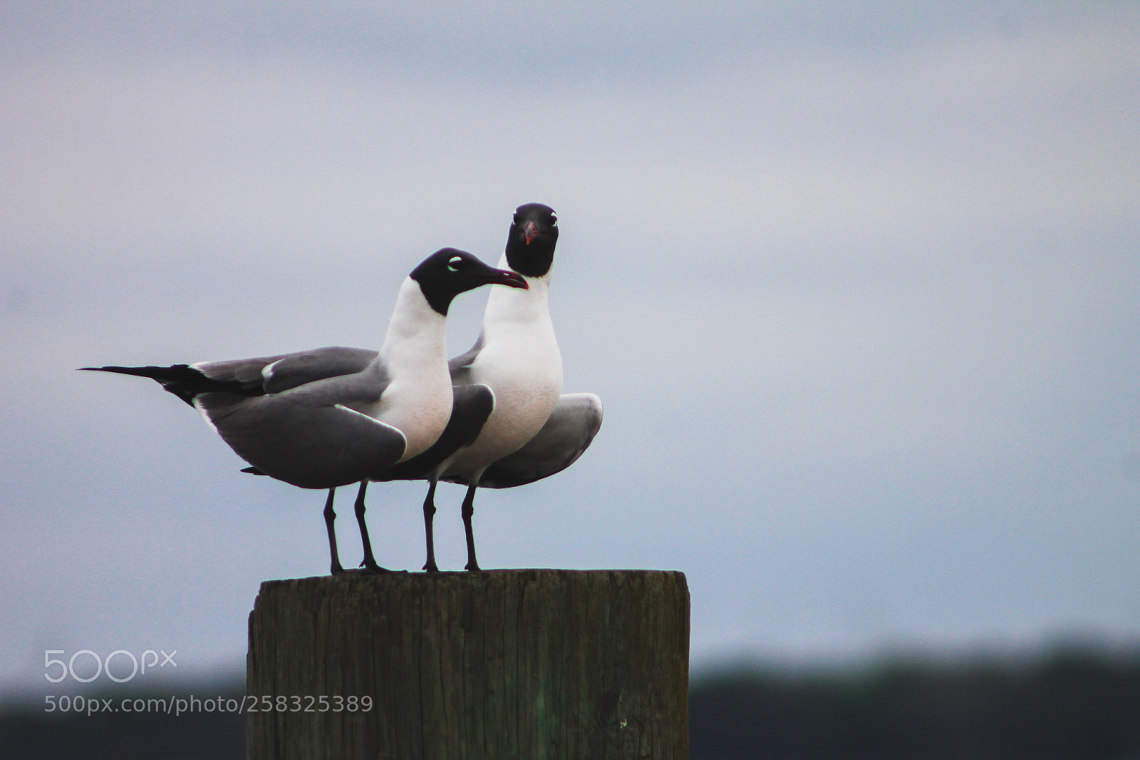 Canon EOS 1100D (EOS Rebel T3 / EOS Kiss X50) sample photo. Seagull couple photography