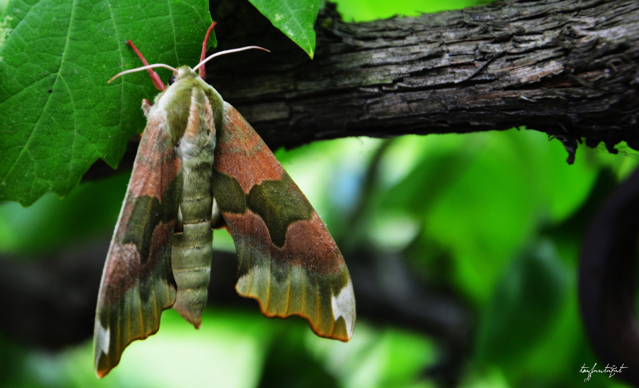 Nikon D5200 sample photo. (camouflage) photography