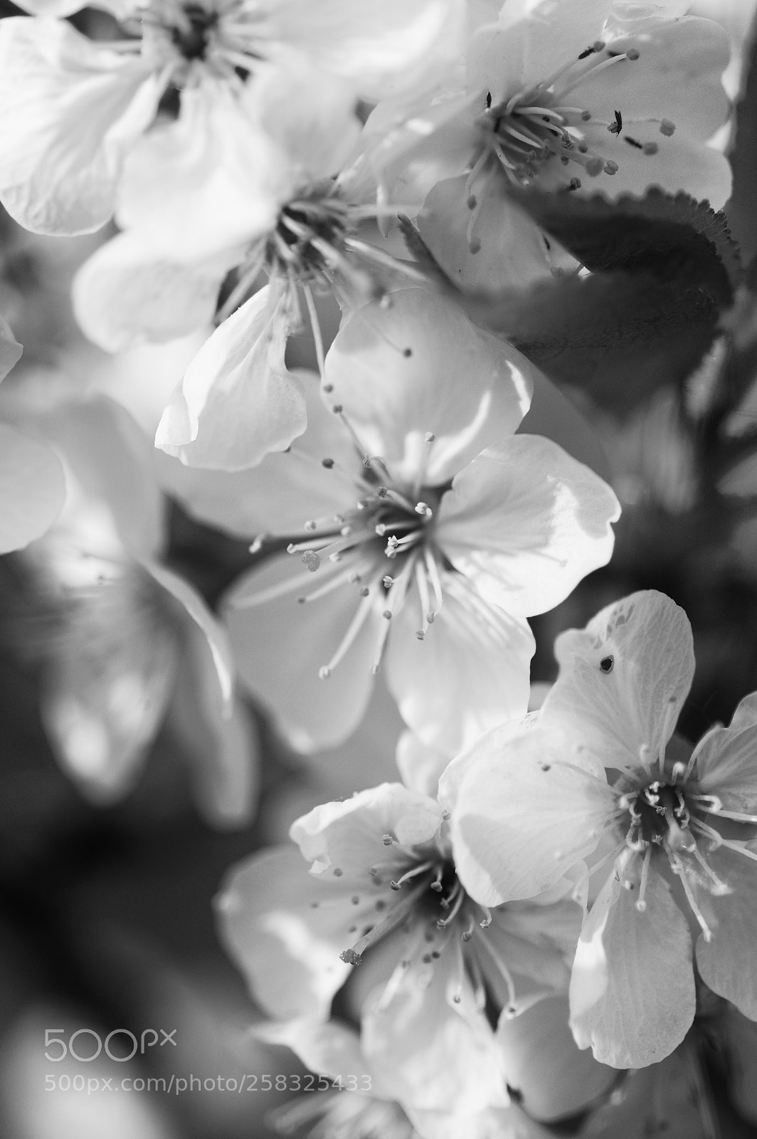Pentax K-3 sample photo. Flowers - black and photography