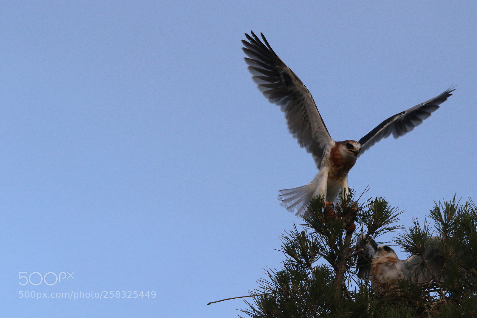 Canon EOS 7D Mark II sample photo. Juvenile white tail kite photography