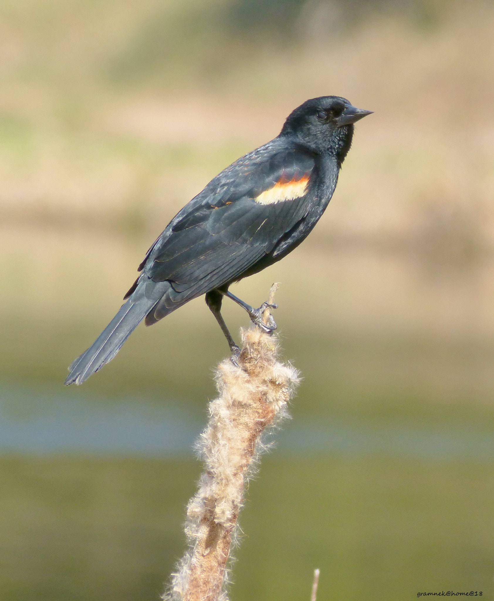 Panasonic Lumix DMC-FZ60 (Lumix DMC-FZ62) sample photo. Red wing blackbird-non breeding photography