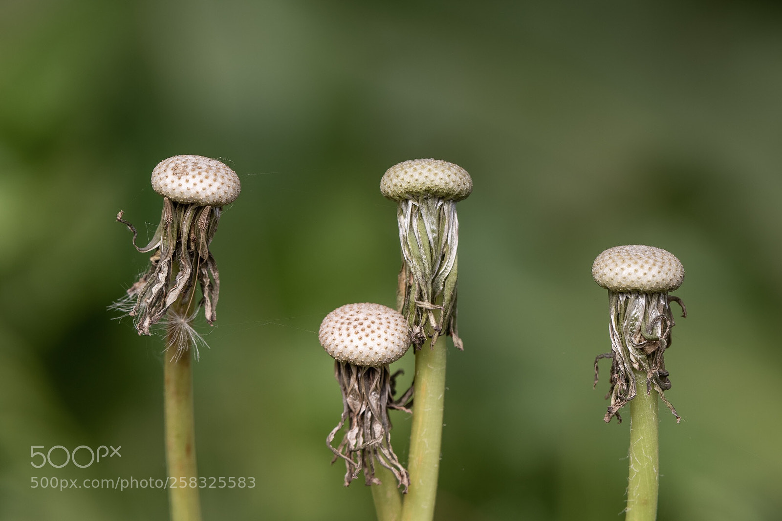 Canon EOS 7D Mark II sample photo. Withered  photography