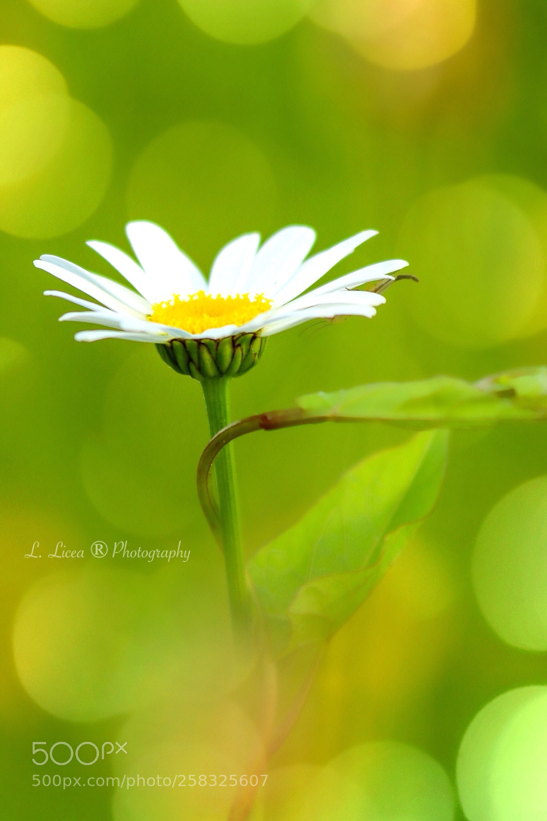 Canon EOS 6D Mark II sample photo.  caress of light 62 photography