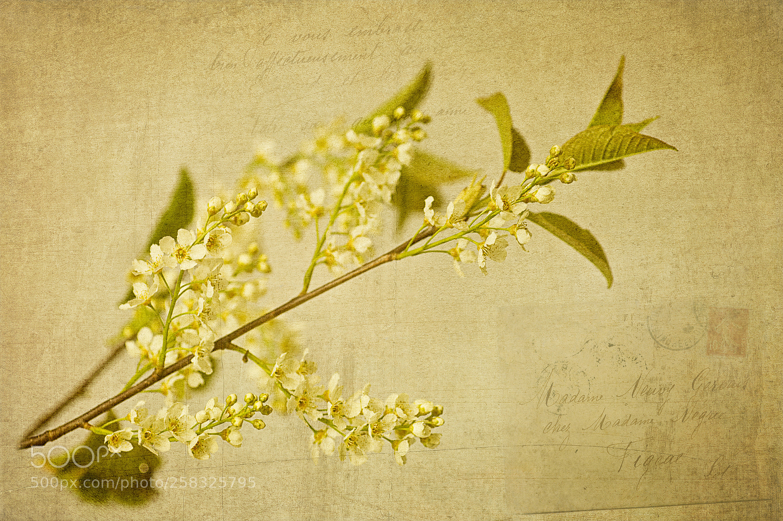 Canon EOS 6D sample photo. Vintage wild cherry blossom photography