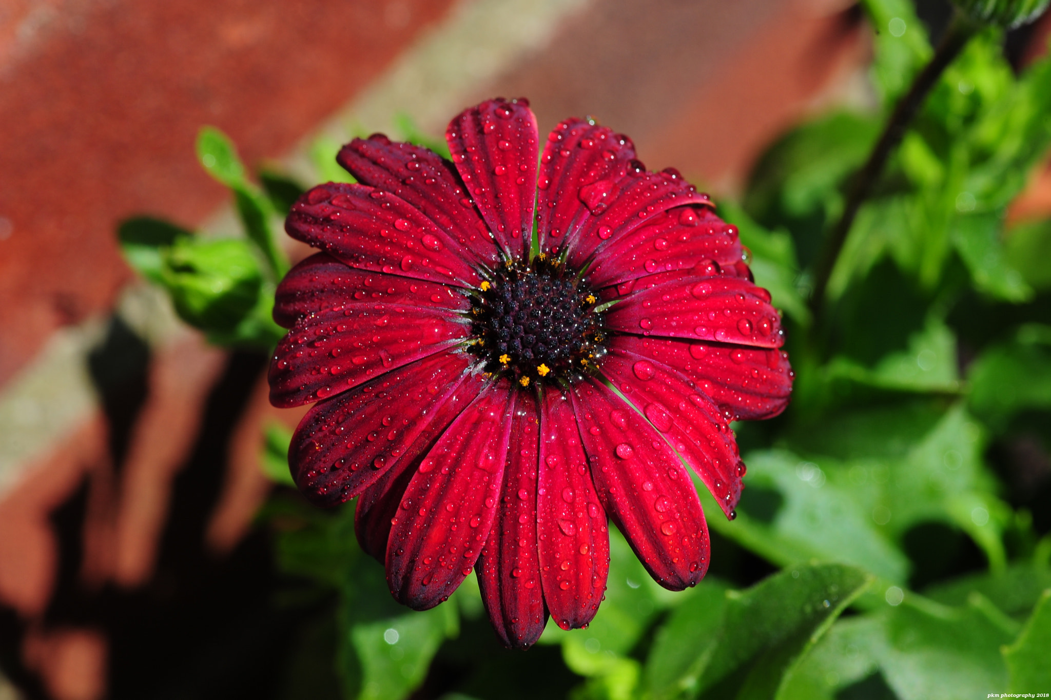 Nikon D700 sample photo. Osteospermum photography