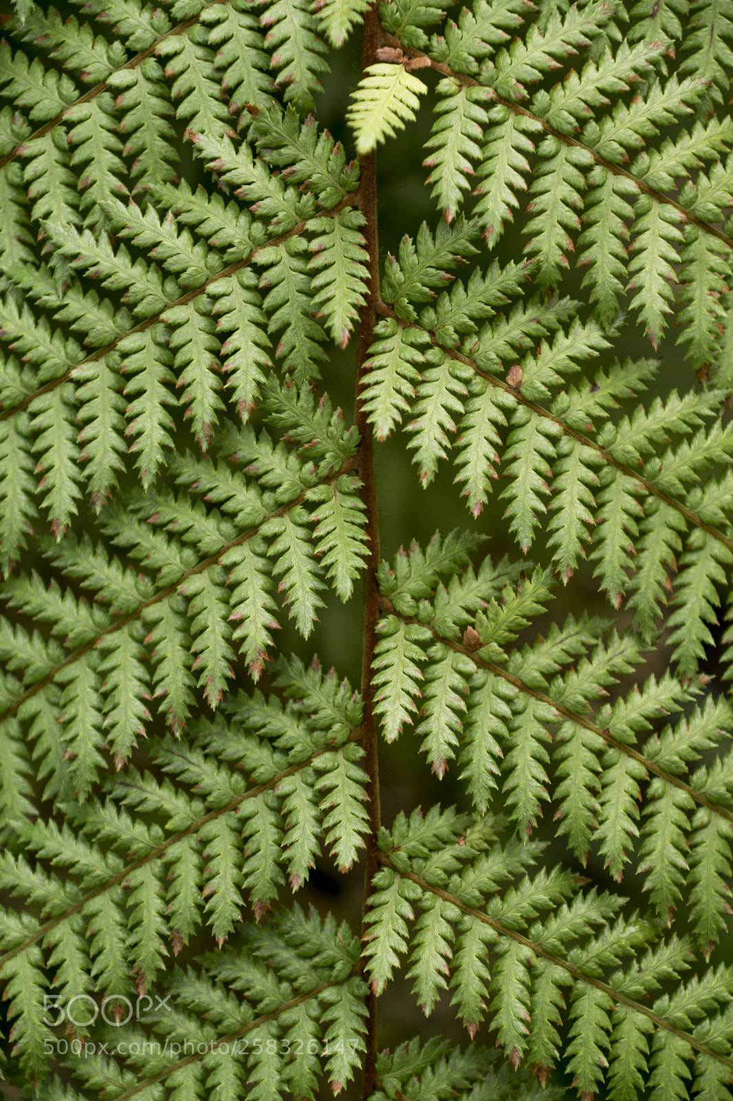 Sony ILCA-77M2 sample photo. Tiny leafs photography