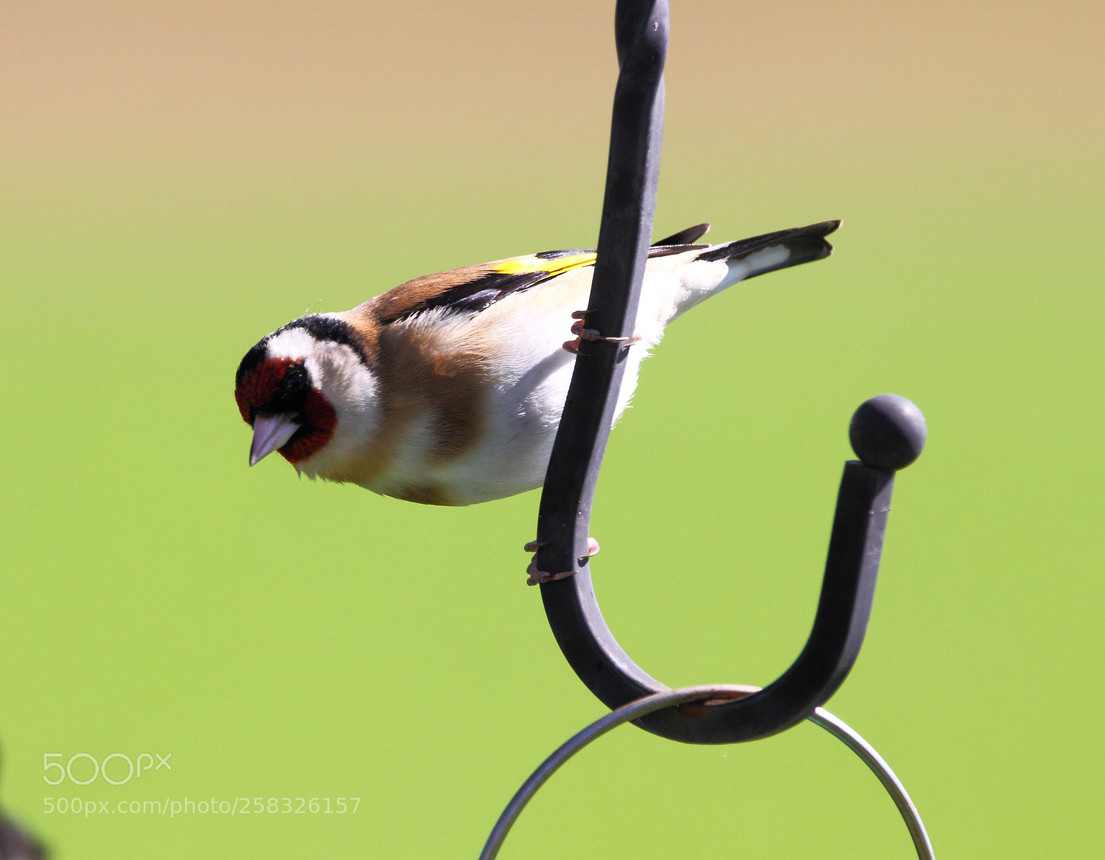 Canon EOS-1D Mark IV sample photo. Goldfinch photography