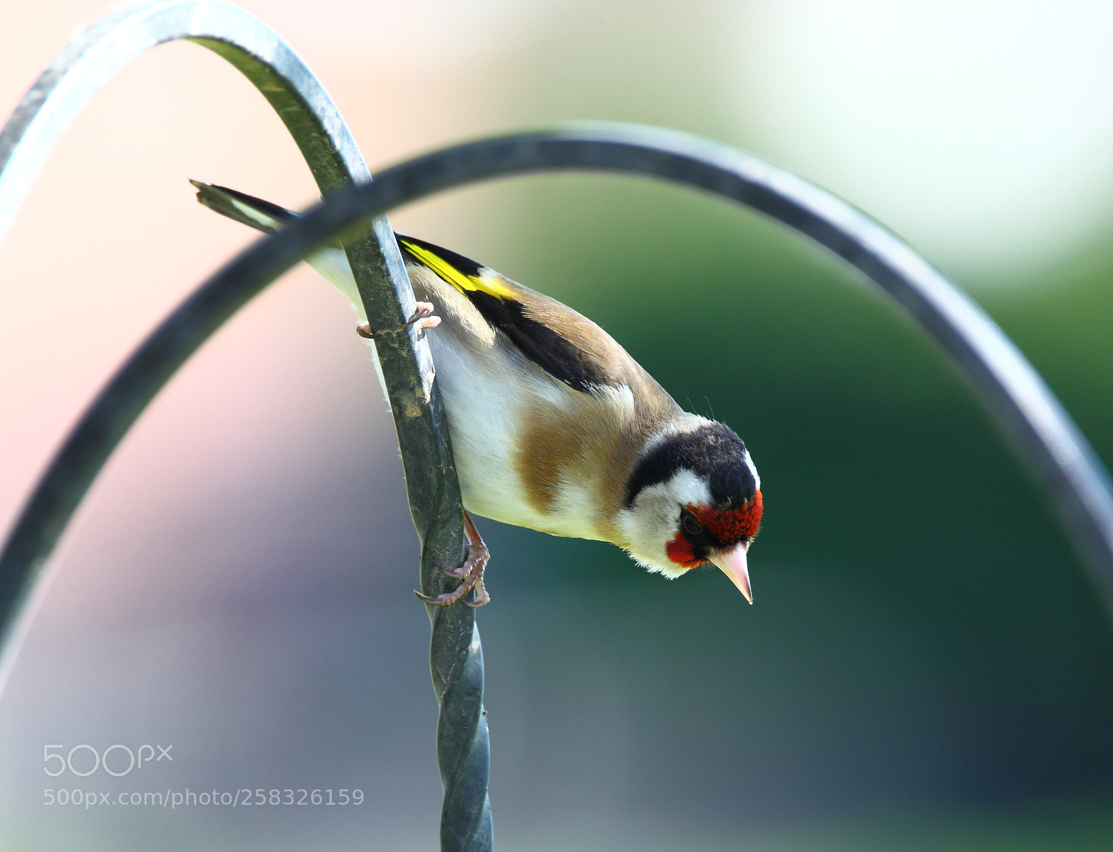 Canon EOS-1D Mark IV sample photo. Goldfinch photography