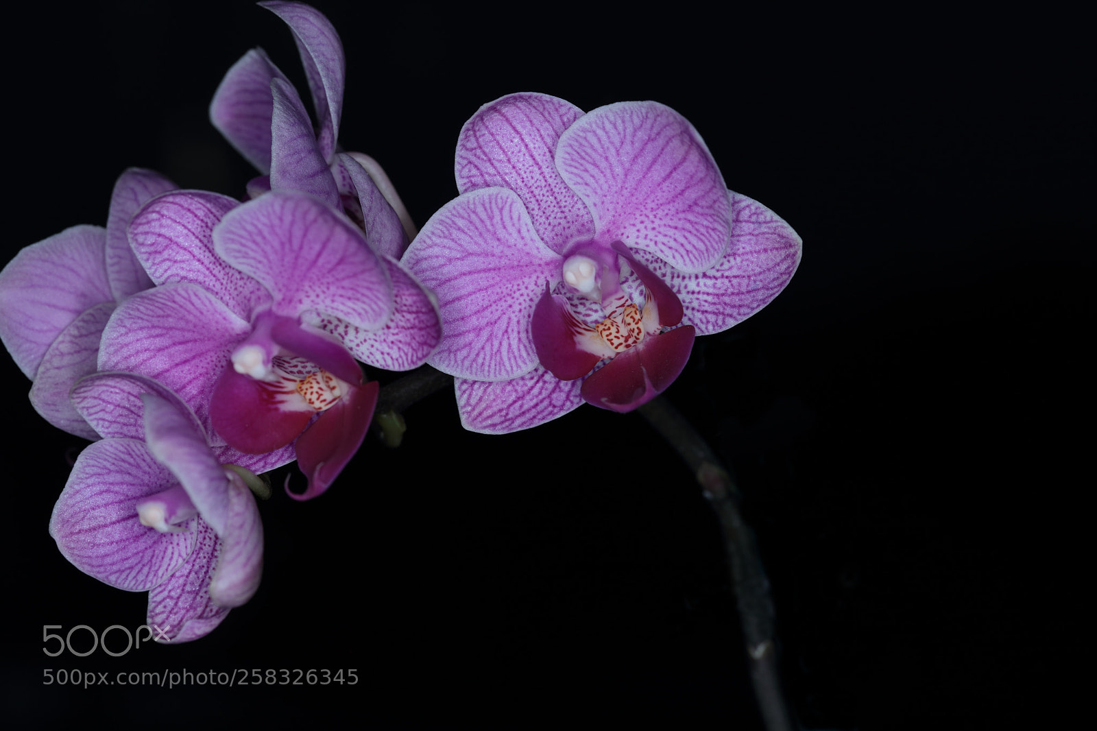 Canon EOS 5DS R sample photo. Female name photography