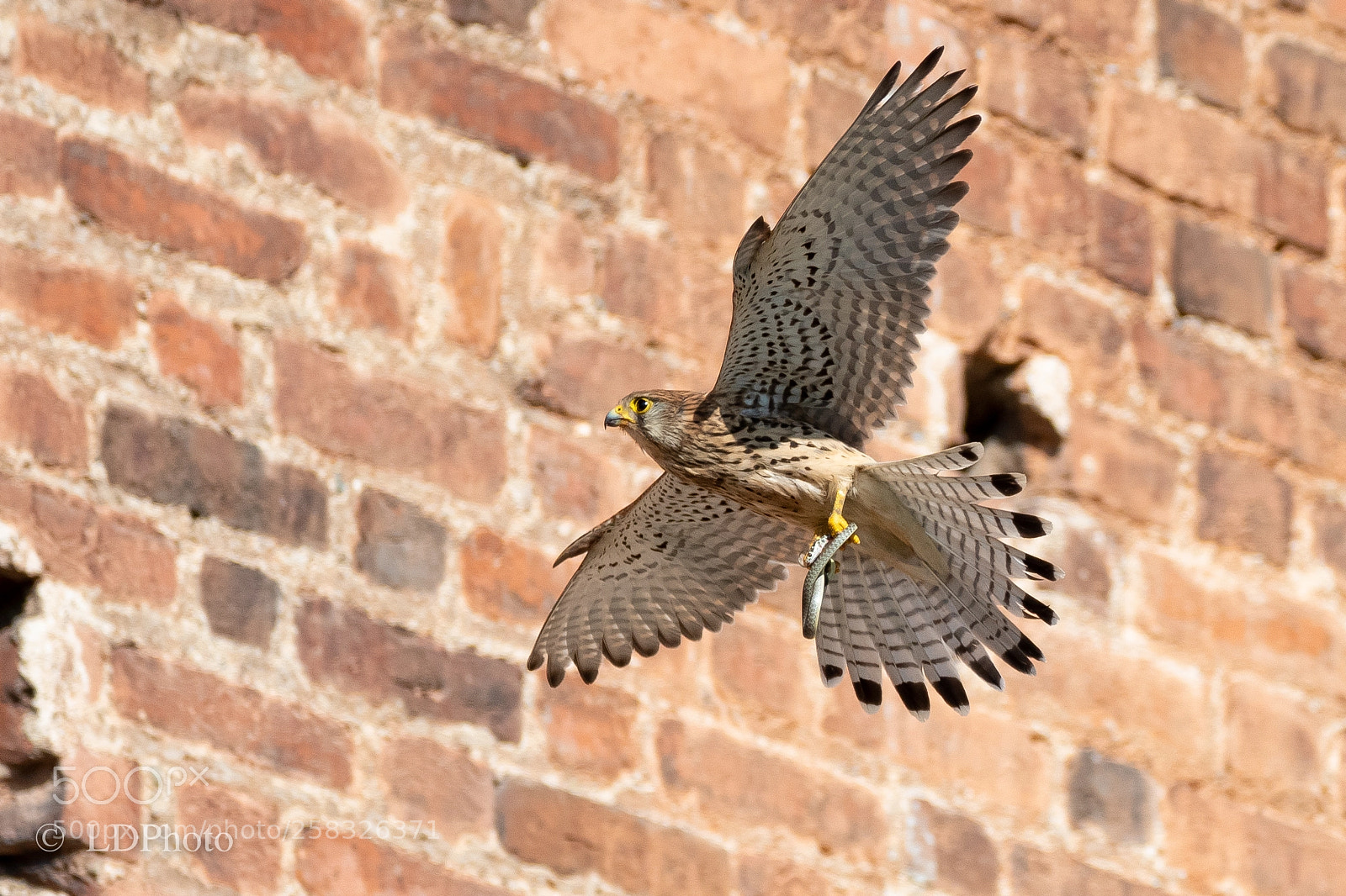 Nikon D500 sample photo. The hawk and the photography