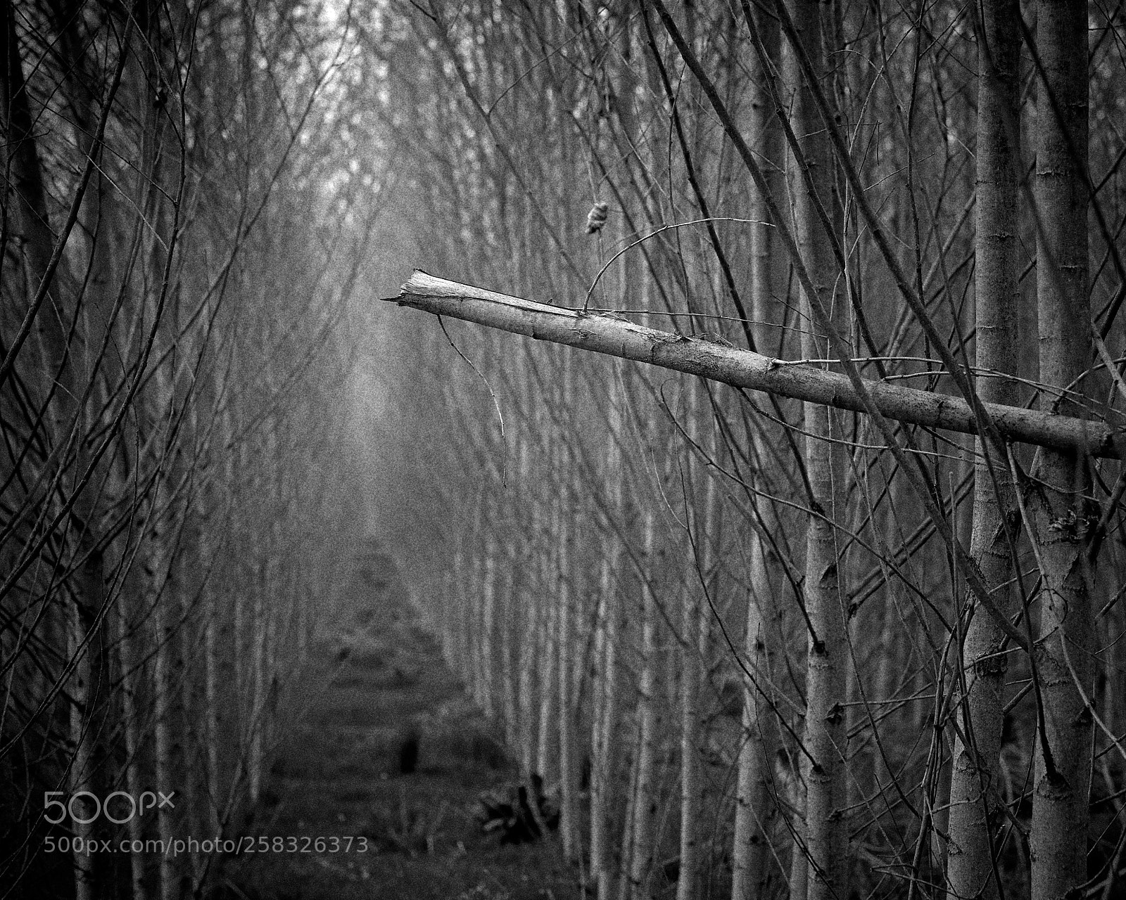 Nikon D810 sample photo. Birches_2207_02.jpeg photography