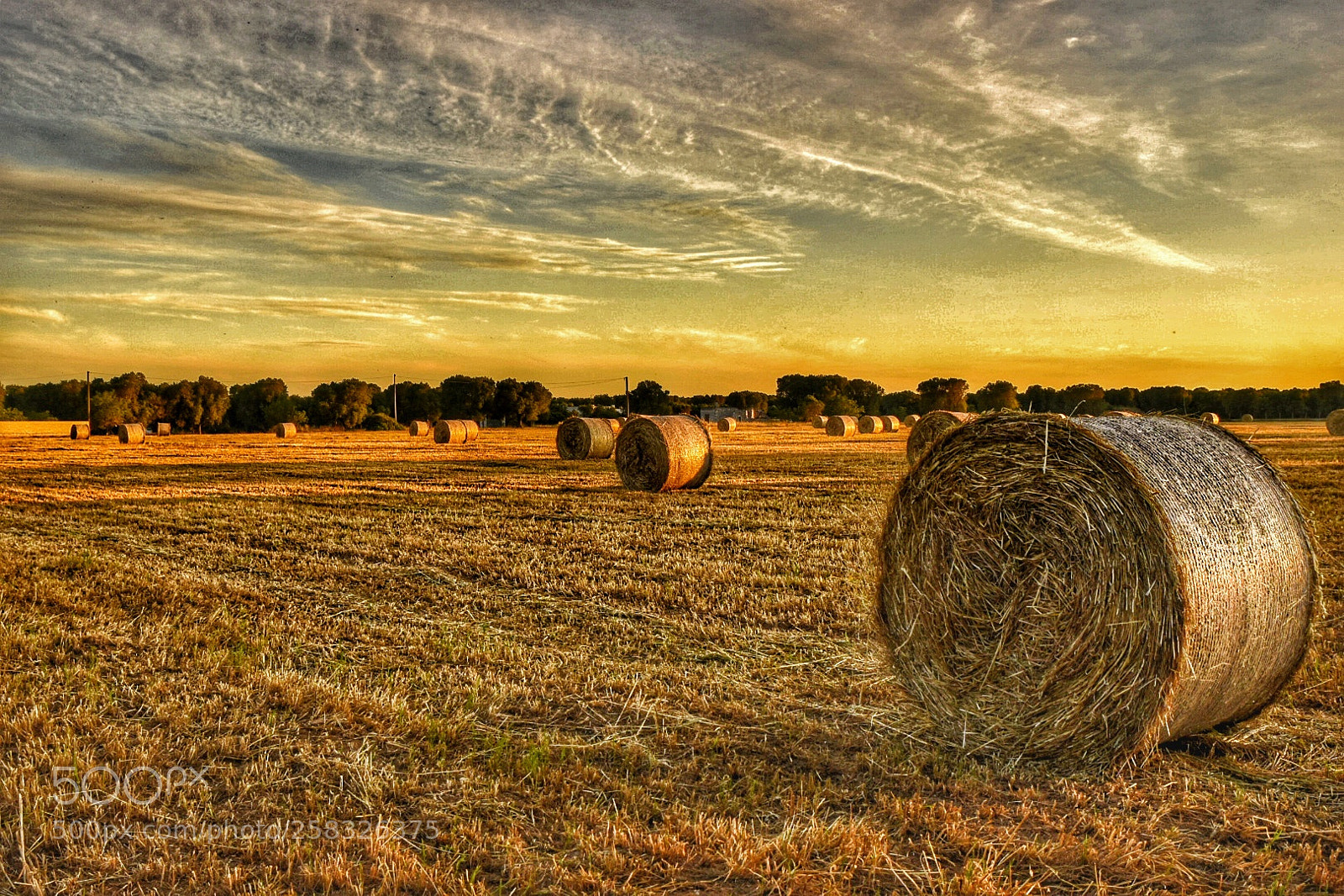 Nikon D5500 sample photo. Balle photography