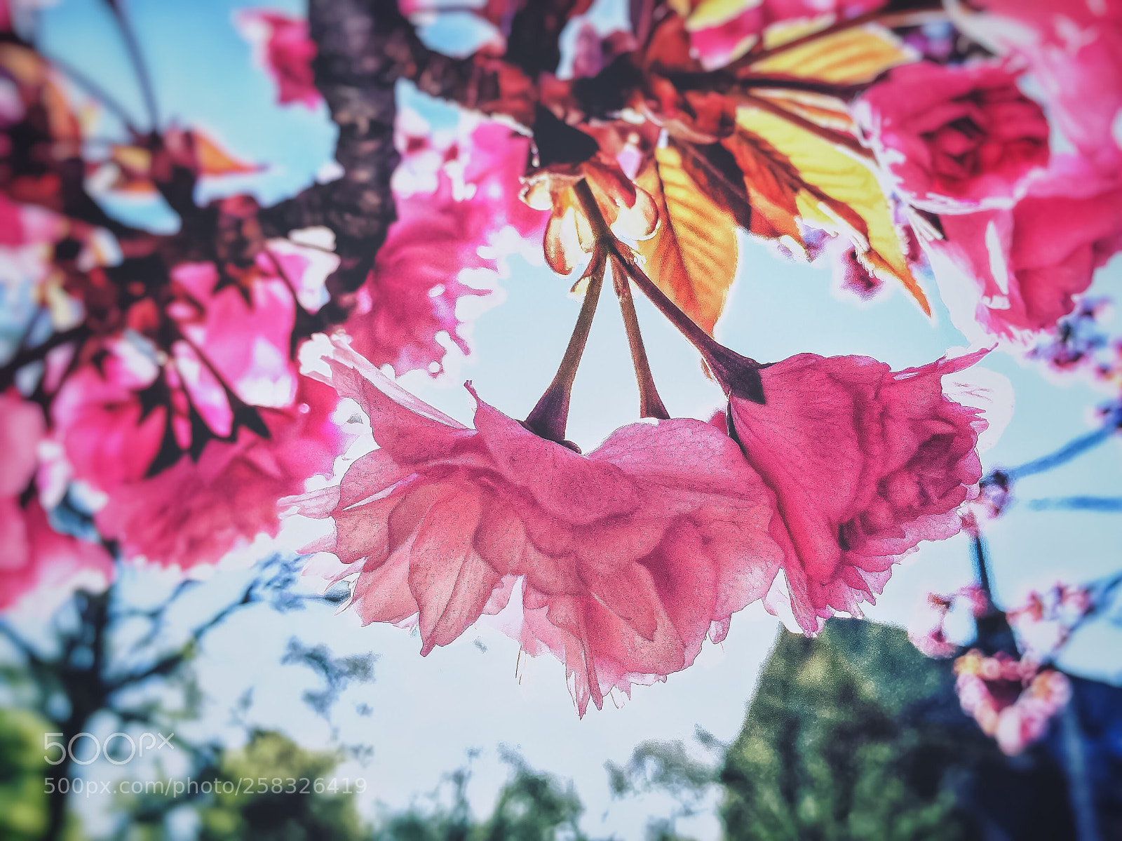 Apple iPhone 6 sample photo. Untitled photography