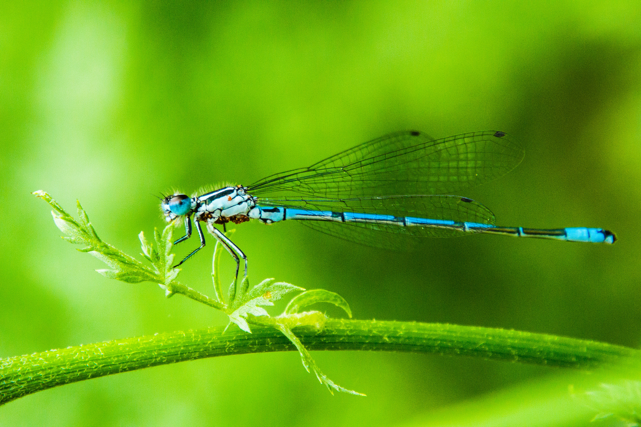 Nikon 1 J3 sample photo. Dragonfly 17.5.2018 photography