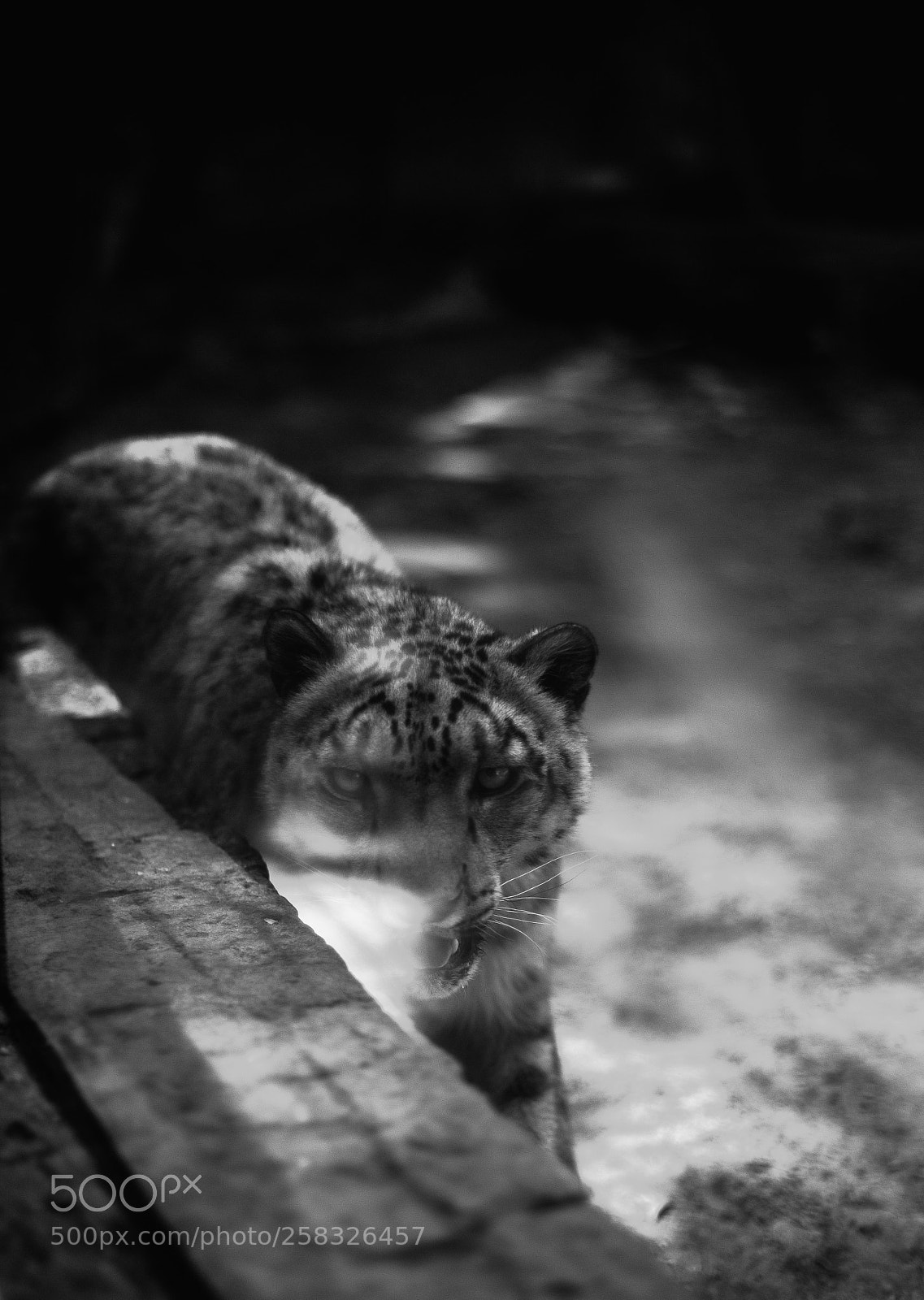 Canon EOS 6D sample photo. Snow leopard photography